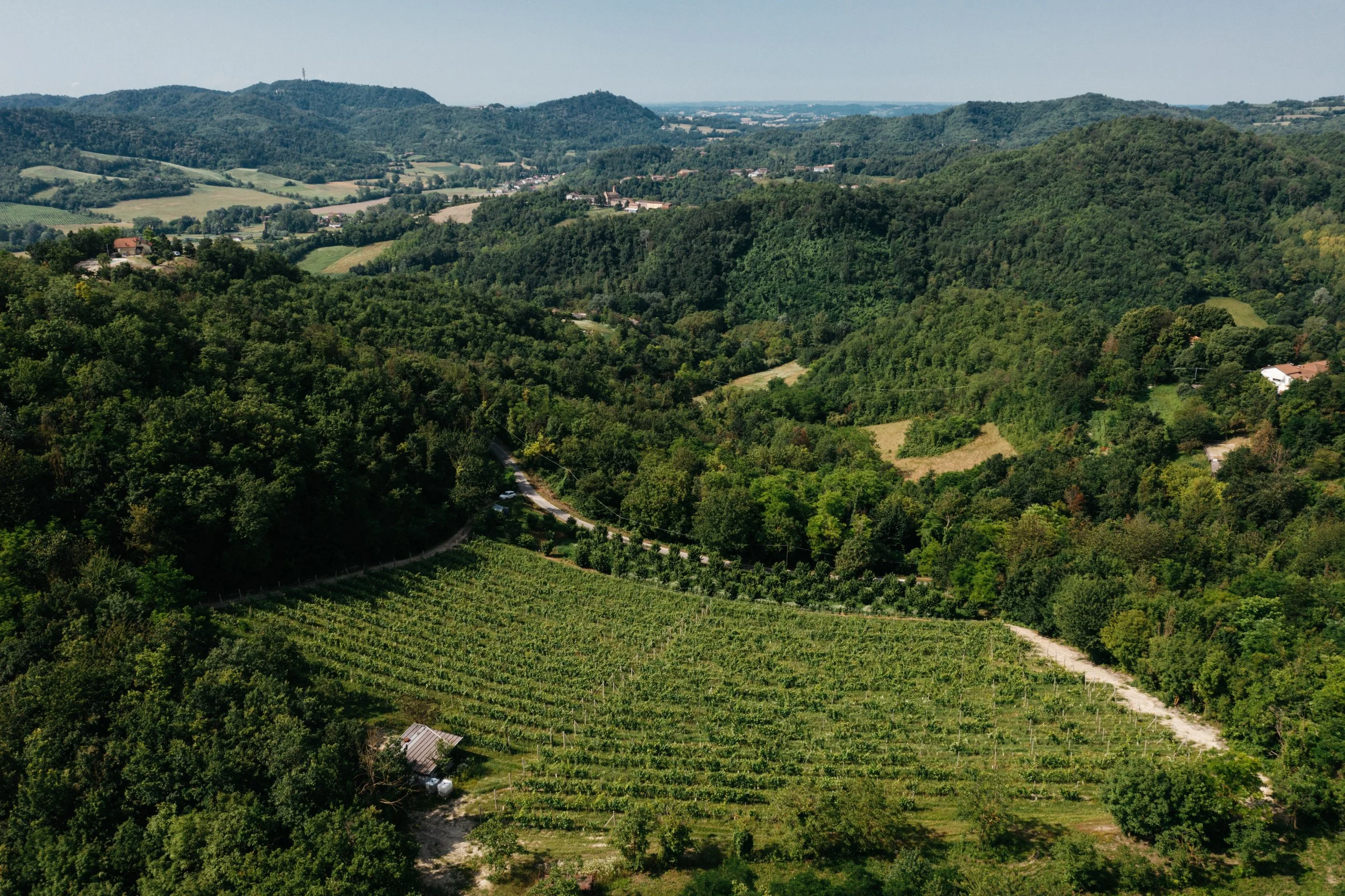 Paesaggio collinare con vigne, strade e case tra gli alberi, in una regione verde.