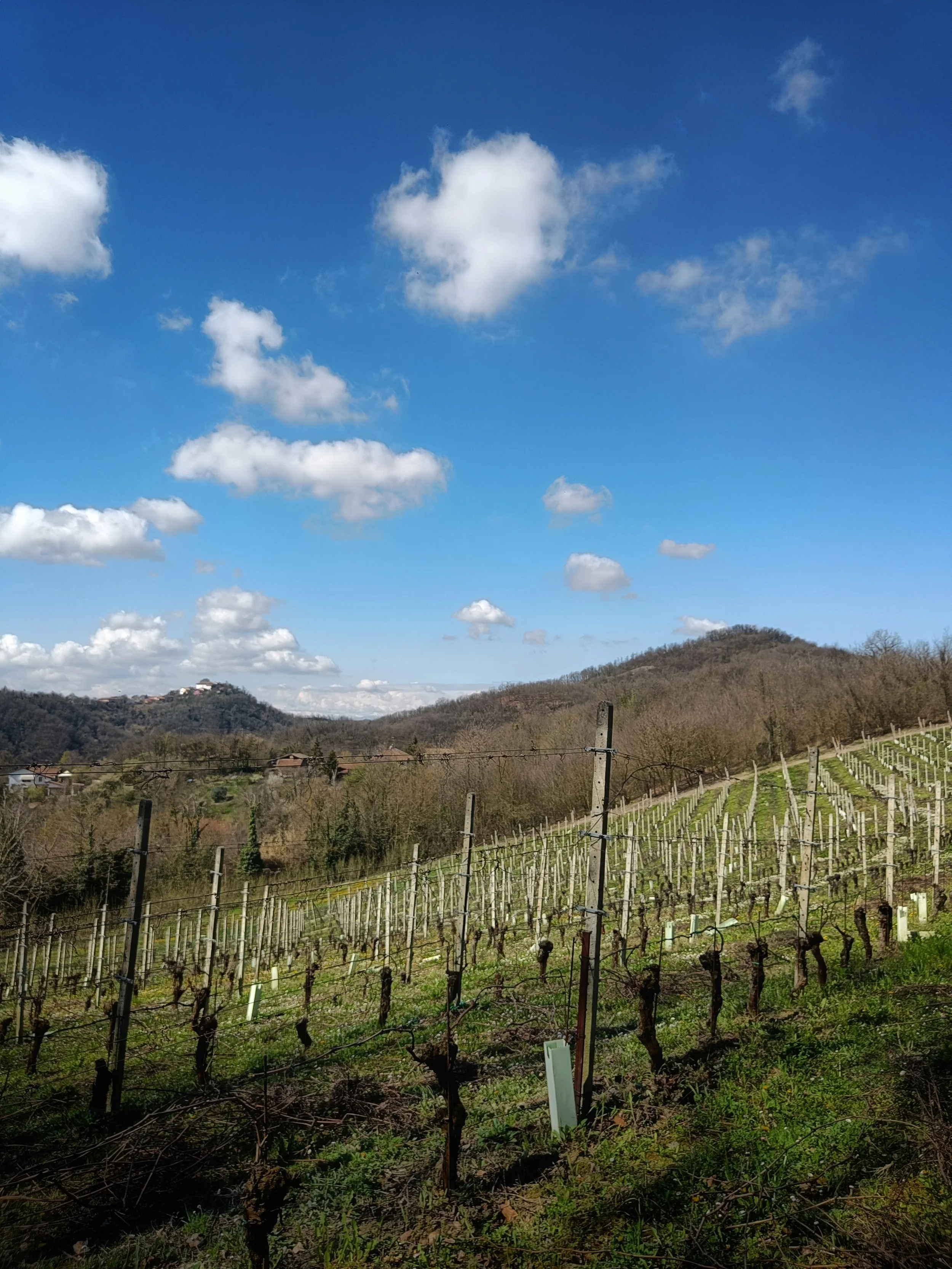 Vigneti con i filari di vigne, colline sullo sfondo e cielo azzurro con nuvole bianche