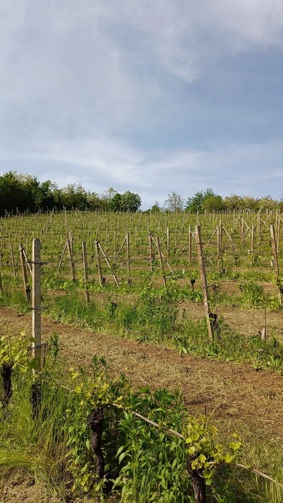 Vigneto con filari di uva sotto un cielo parzialmente nuvoloso.