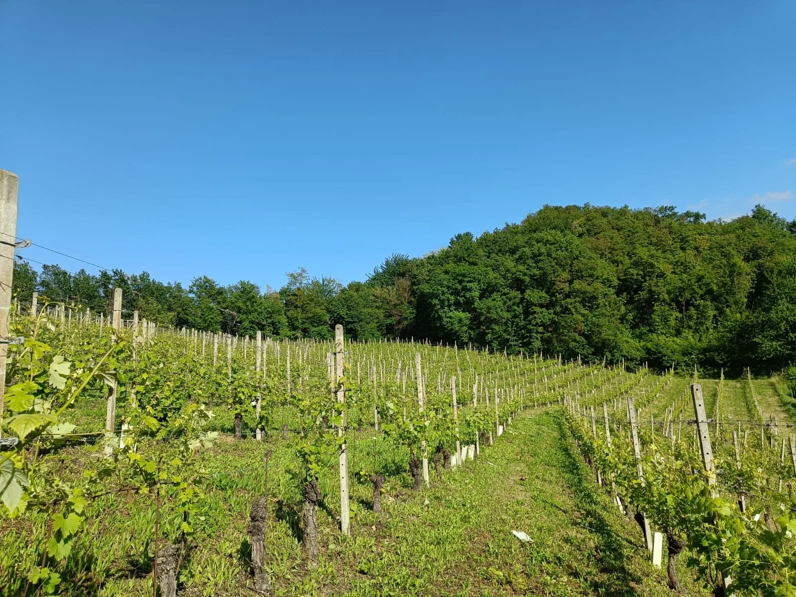 Vigneti su una collina con cielo azzurro e bosco sullo sfondo.