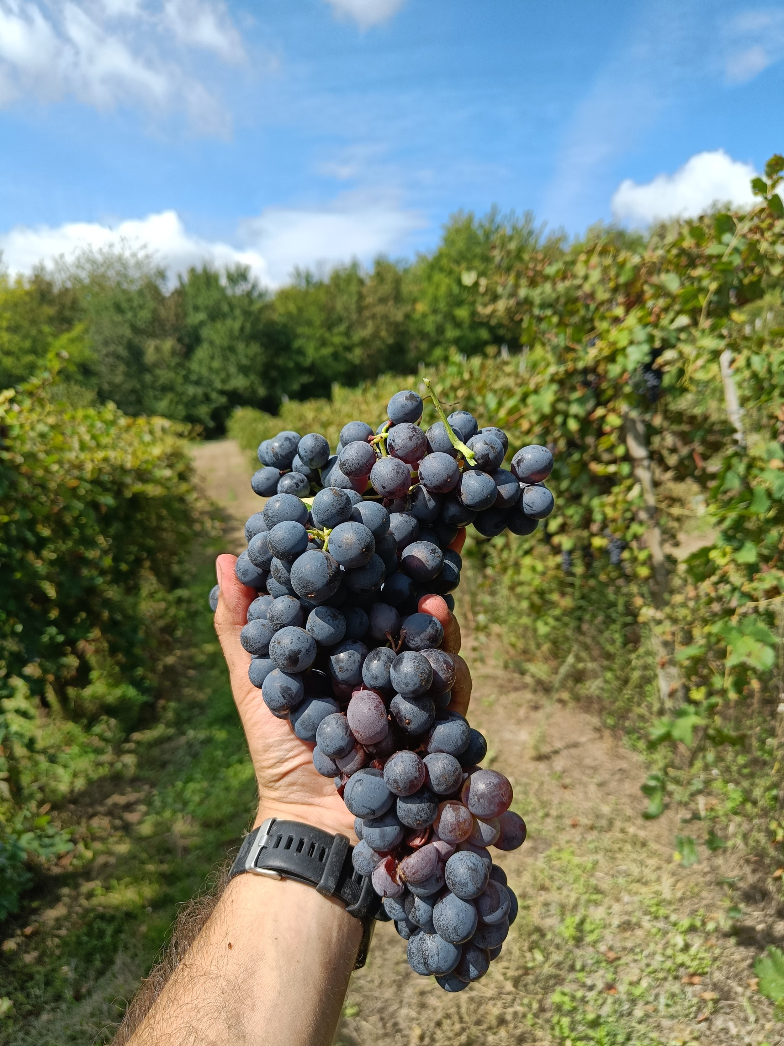 Una mano tiene un grappolo di uva nera in un vigneto soleggiato con cielo azzurro e nuvole sparse.