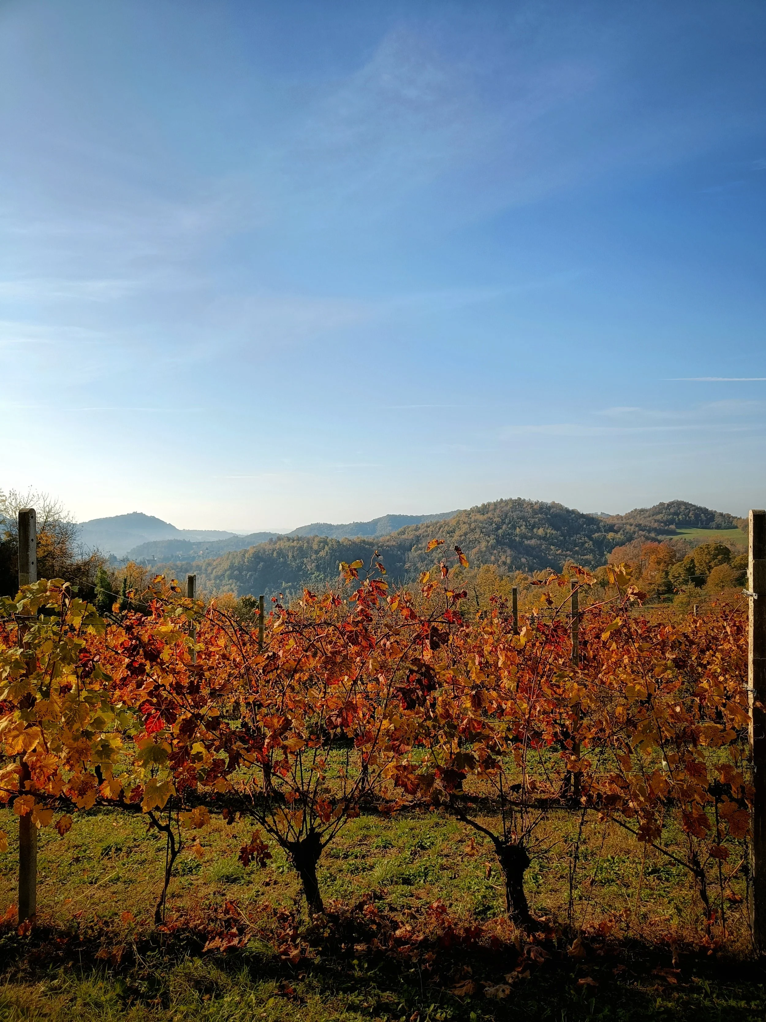 Vigneti in autunno con foglie colorate, con montagne sullo sfondo e un cielo blu con poche nuvole.