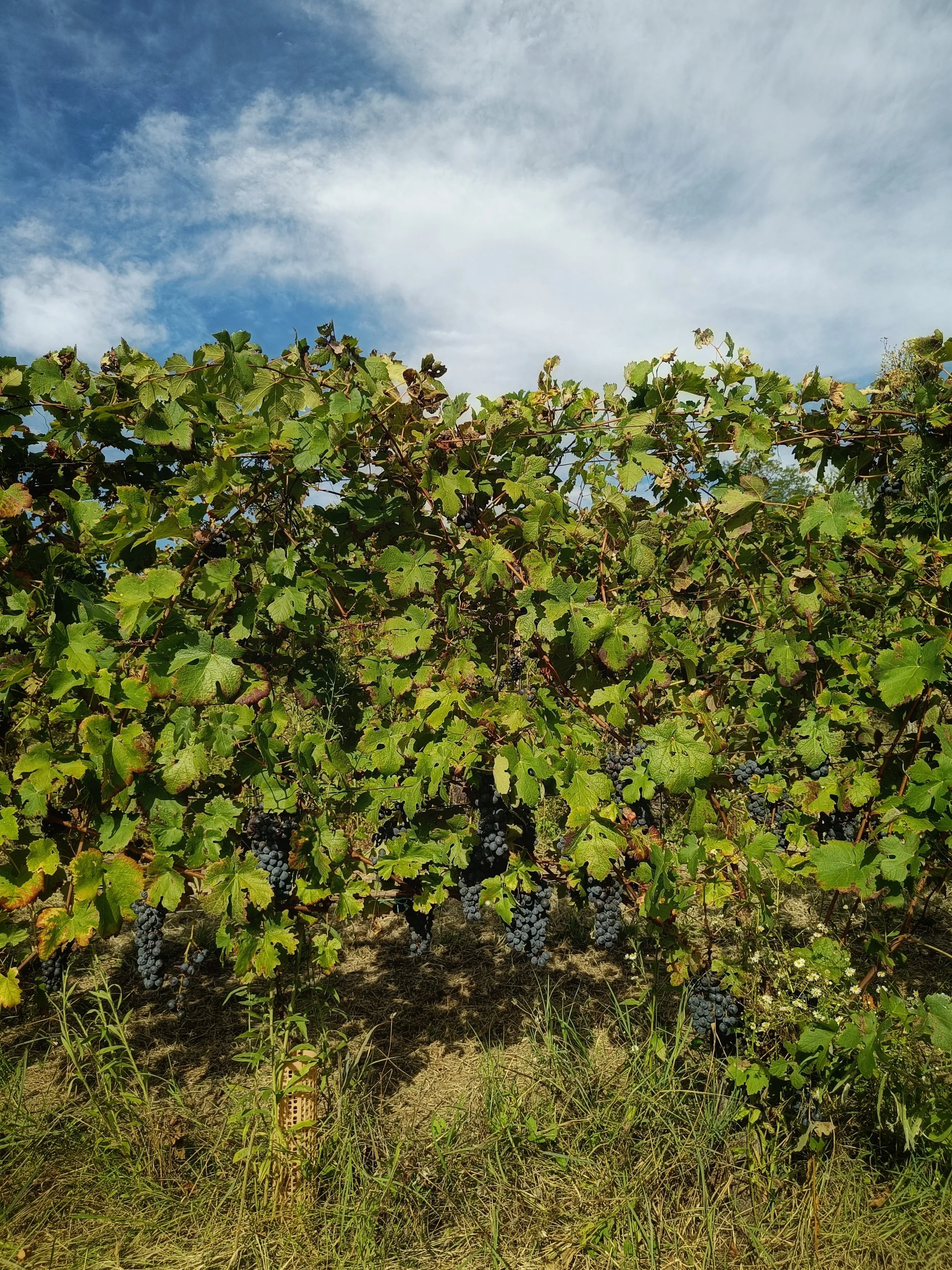 Vigneto di uva con grappoli neri sotto un cielo azzurro con nuvole leggere.