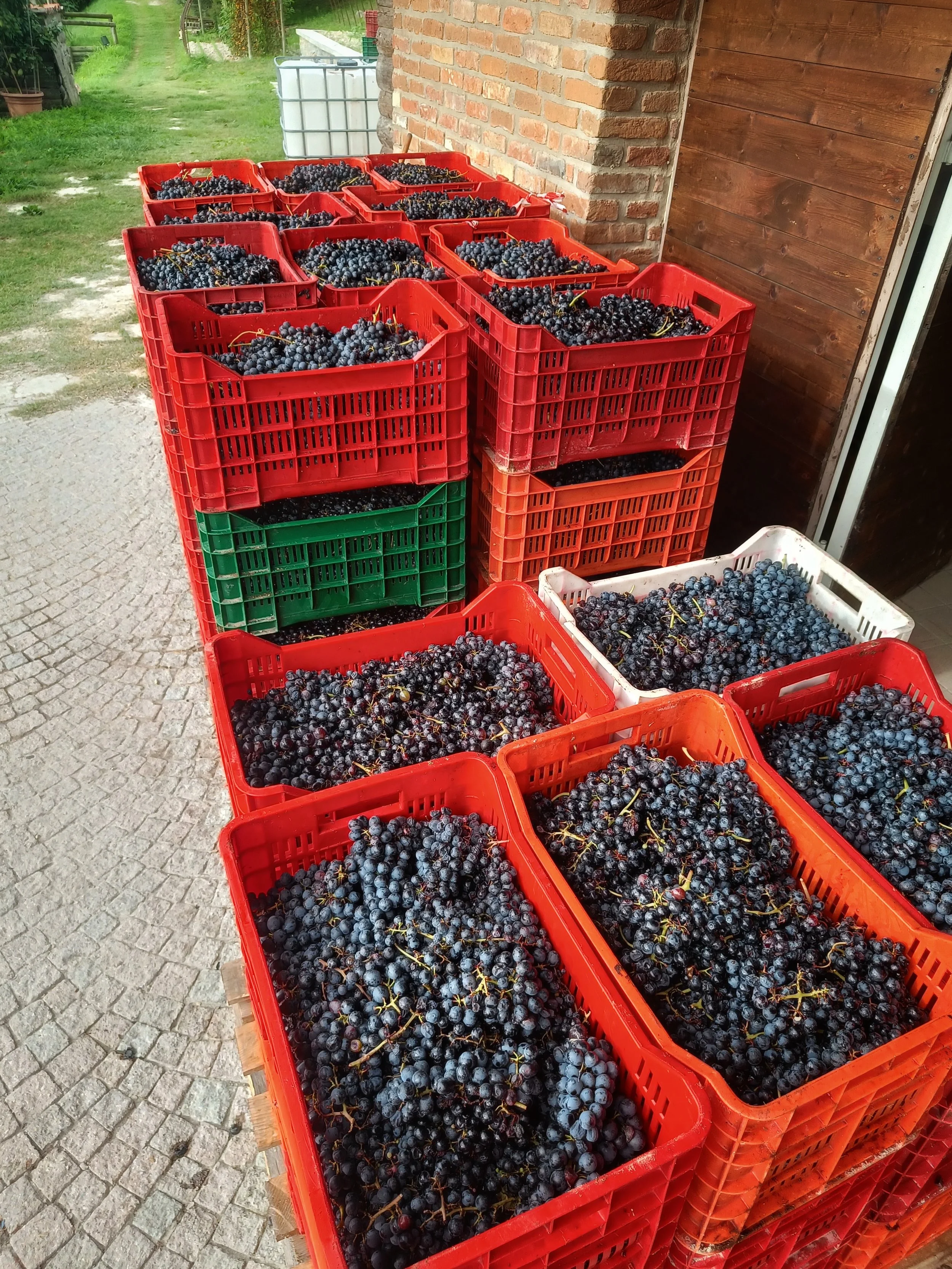 Cesti di uva nera nella cassa di plastica in un'area esterna vicino a un edificio in mattoni e legno.