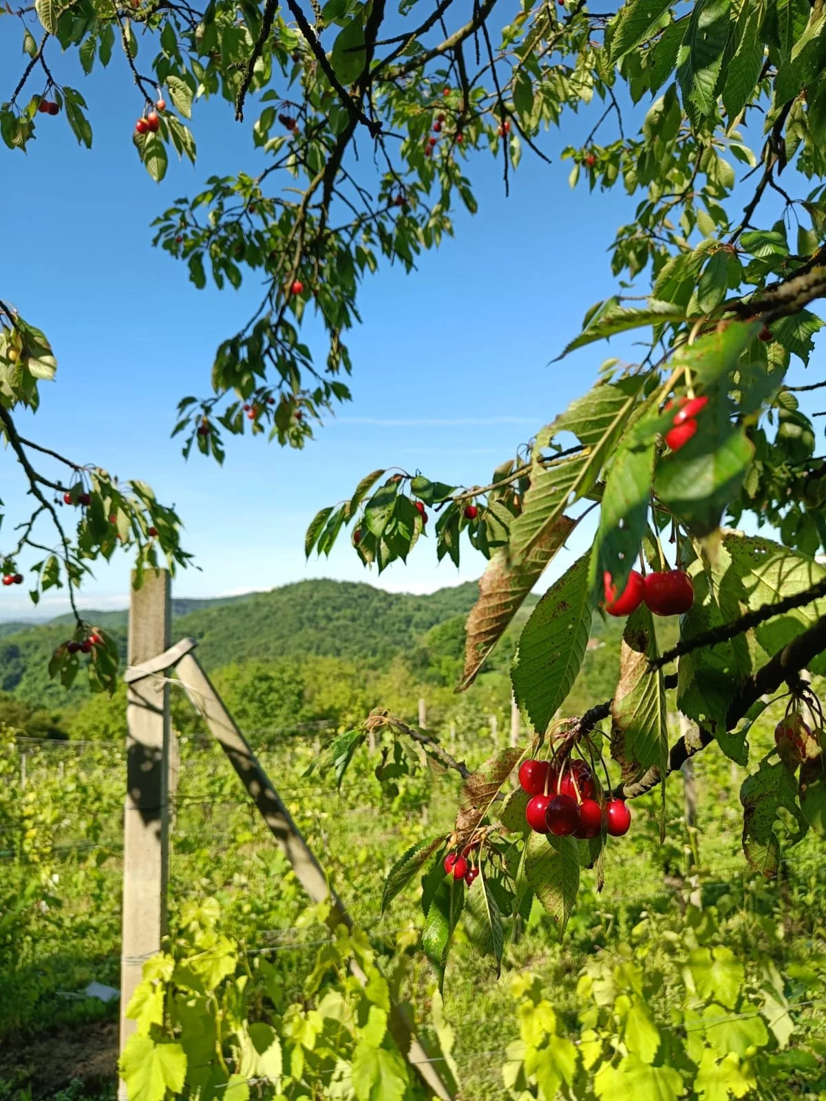 Rami di ciliegie mature su un albero in un vigneto con colline verdi sullo sfondo e cielo azzurro.