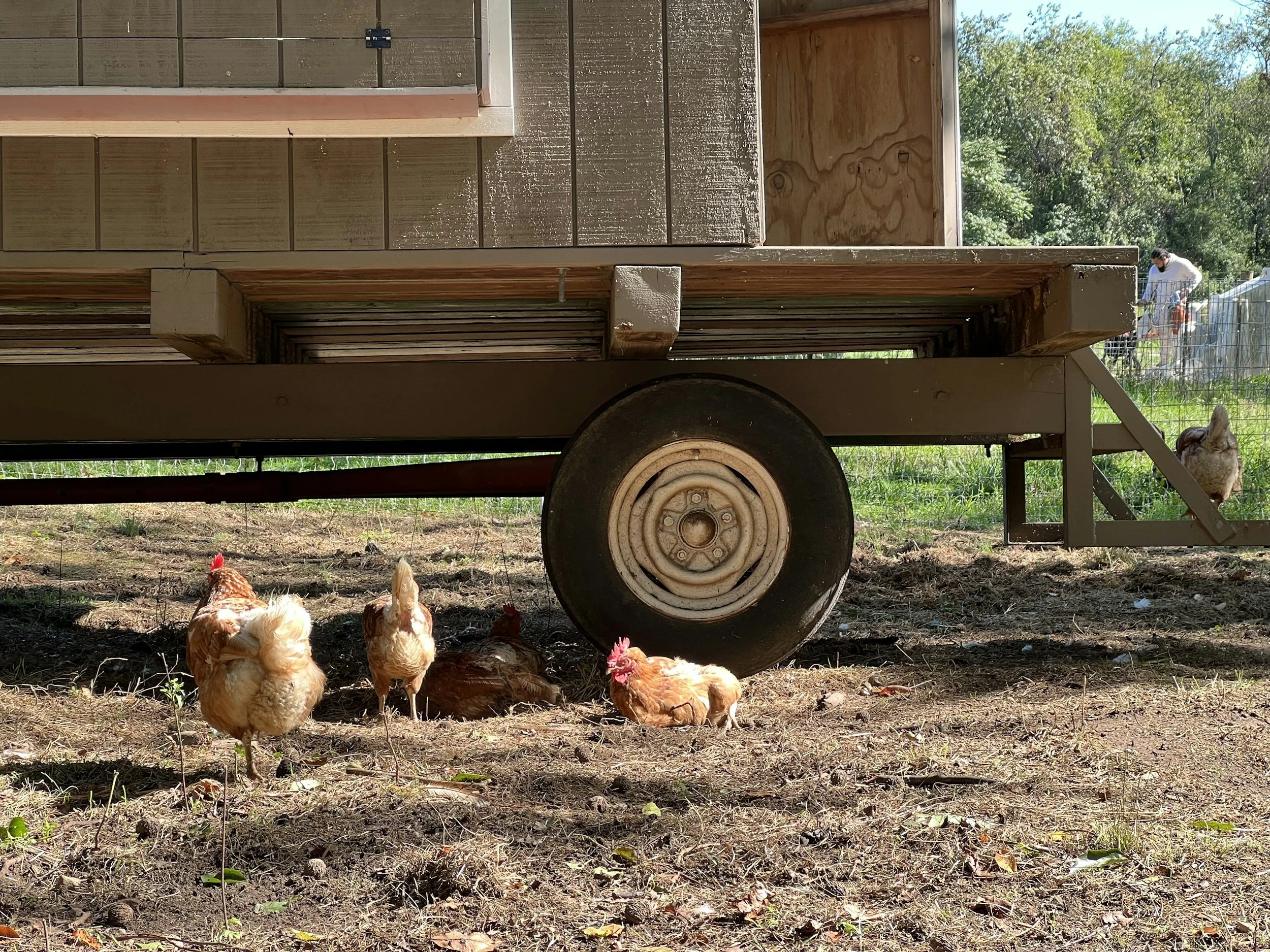 pastured chickens