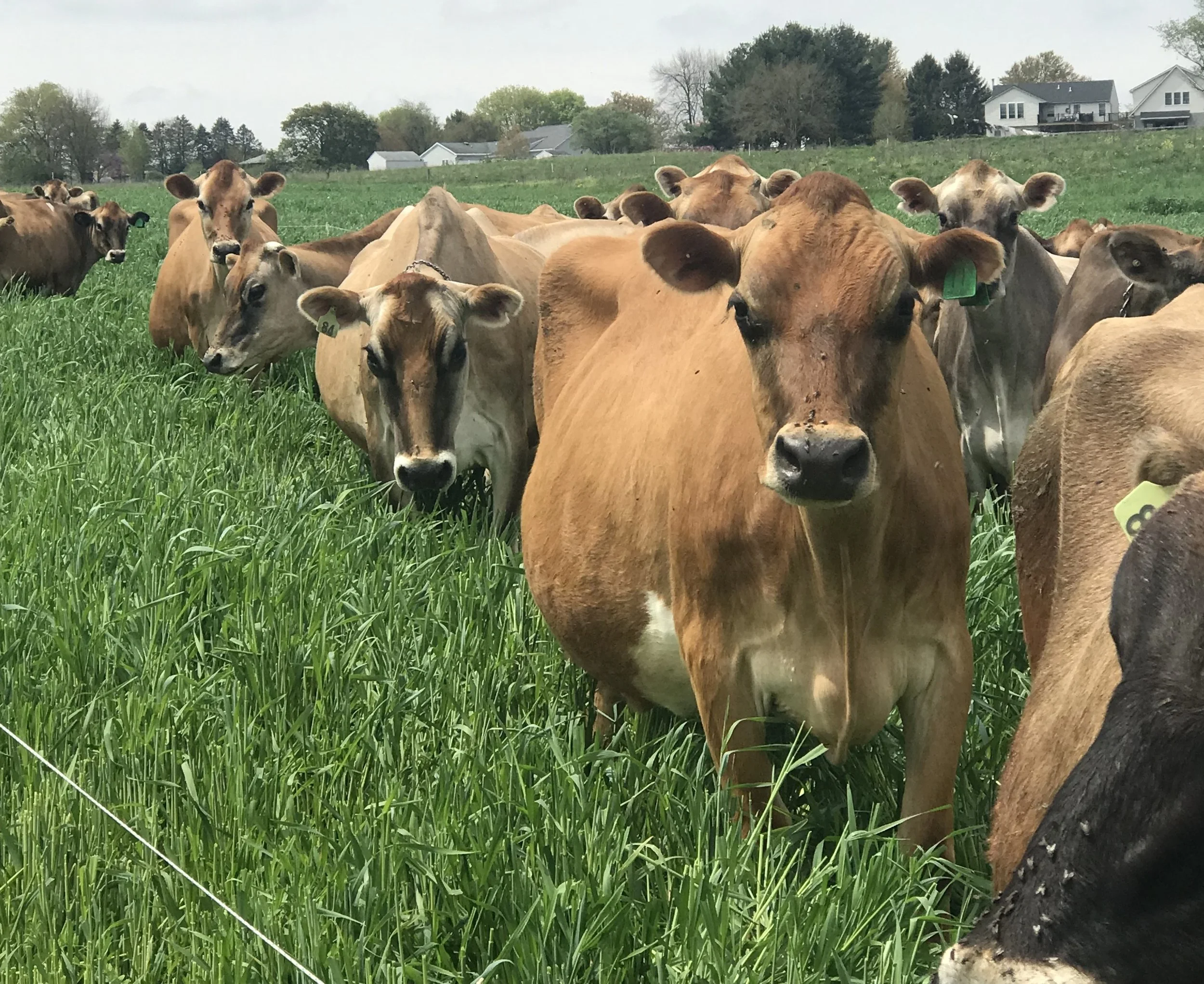 What is the smell in the cow milk?