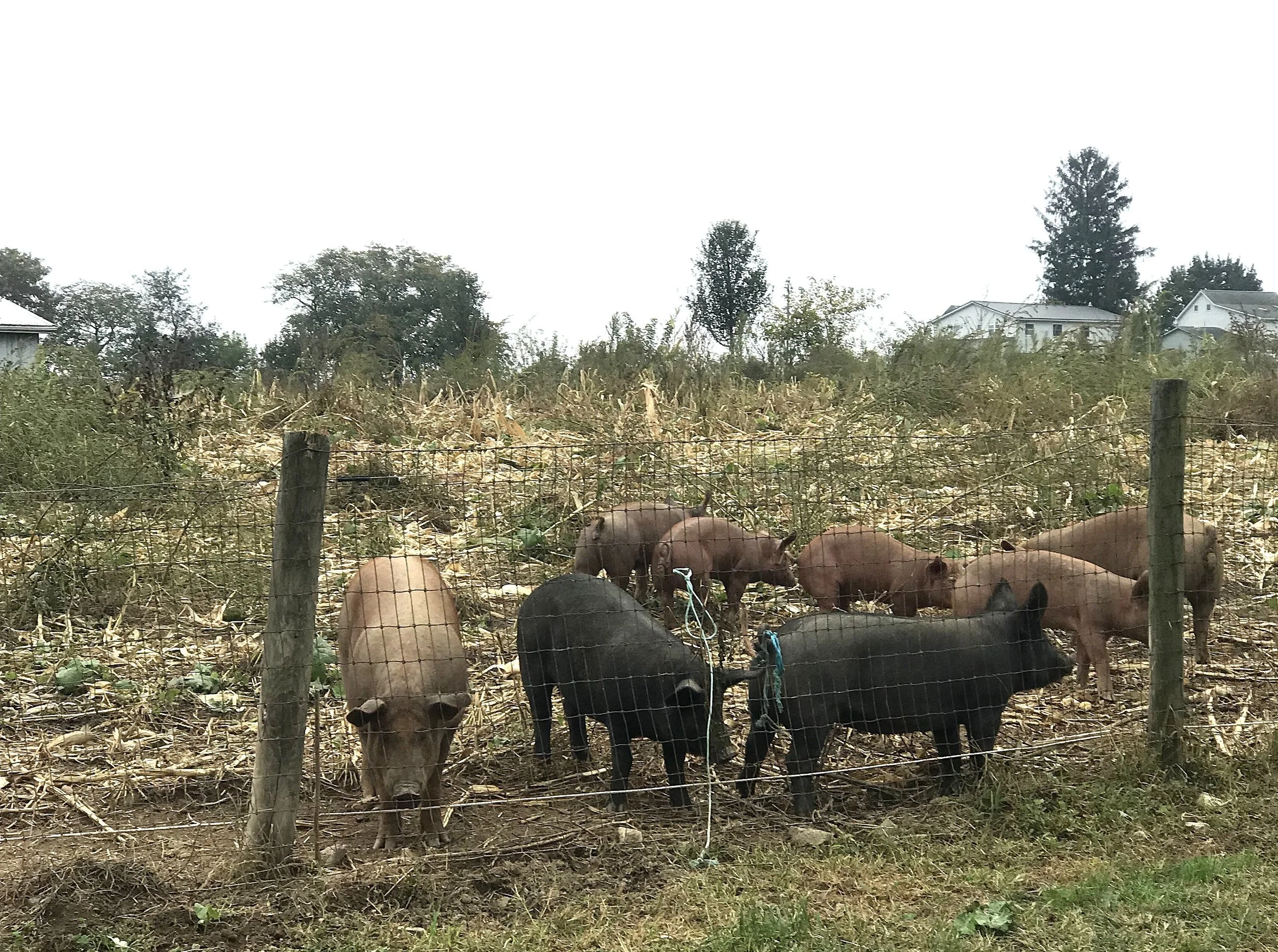 Pastured Pork the Healthy and Humane Way