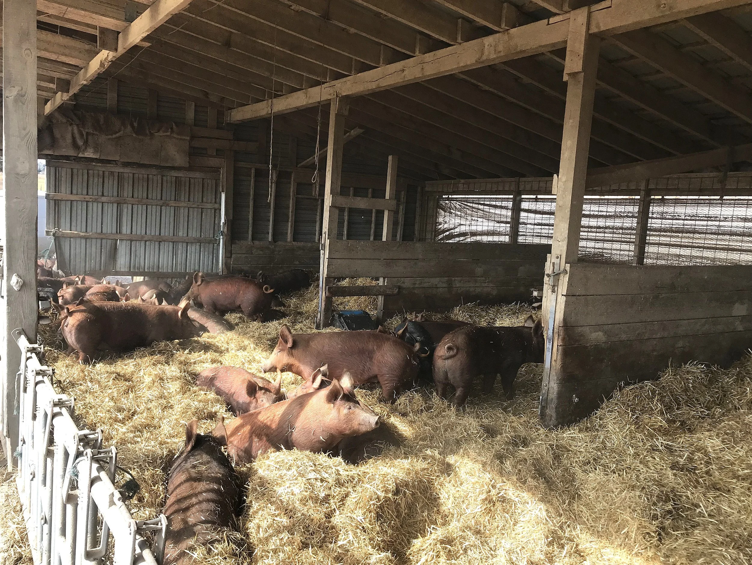 IMG-8919pigs in deep bed June 2025.jpg