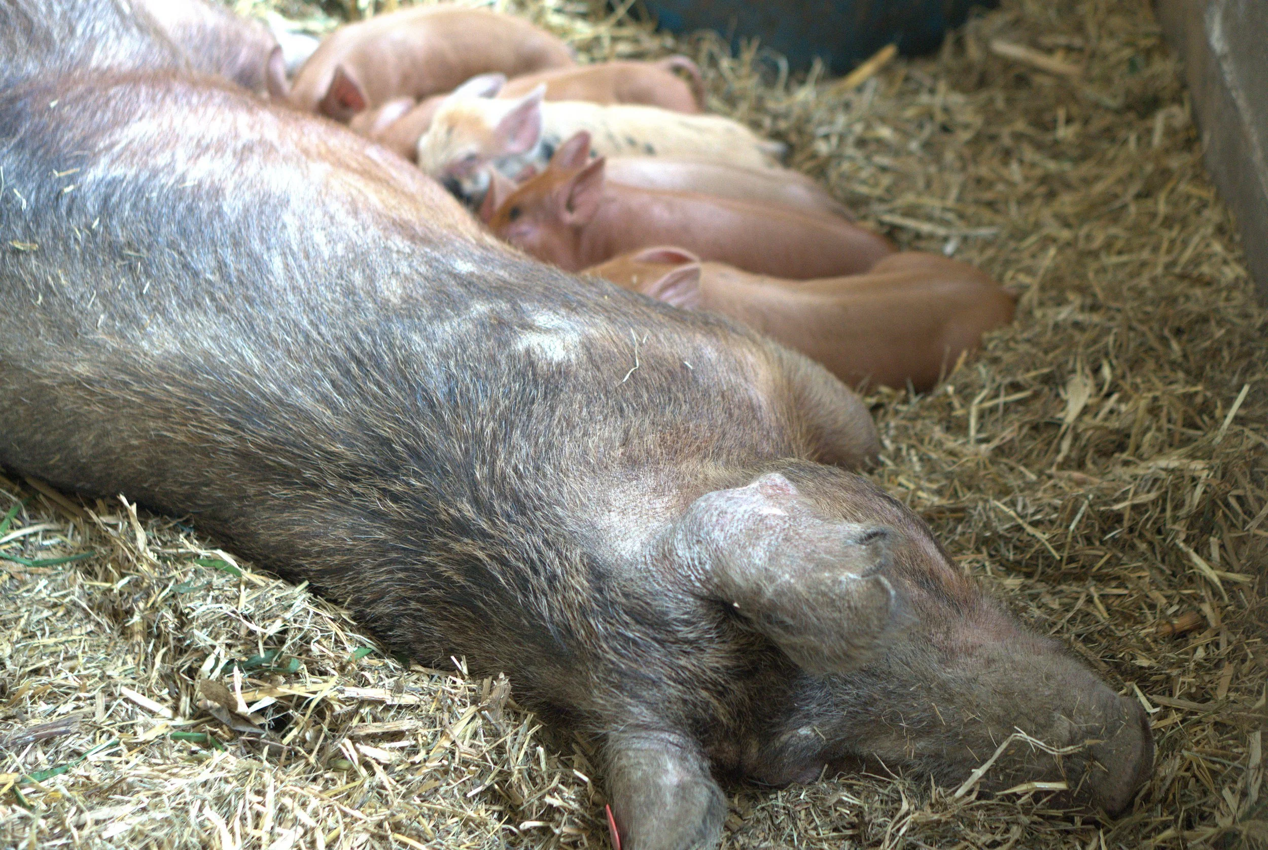 Piglets with mama 4 weeks old May 2026.jpg