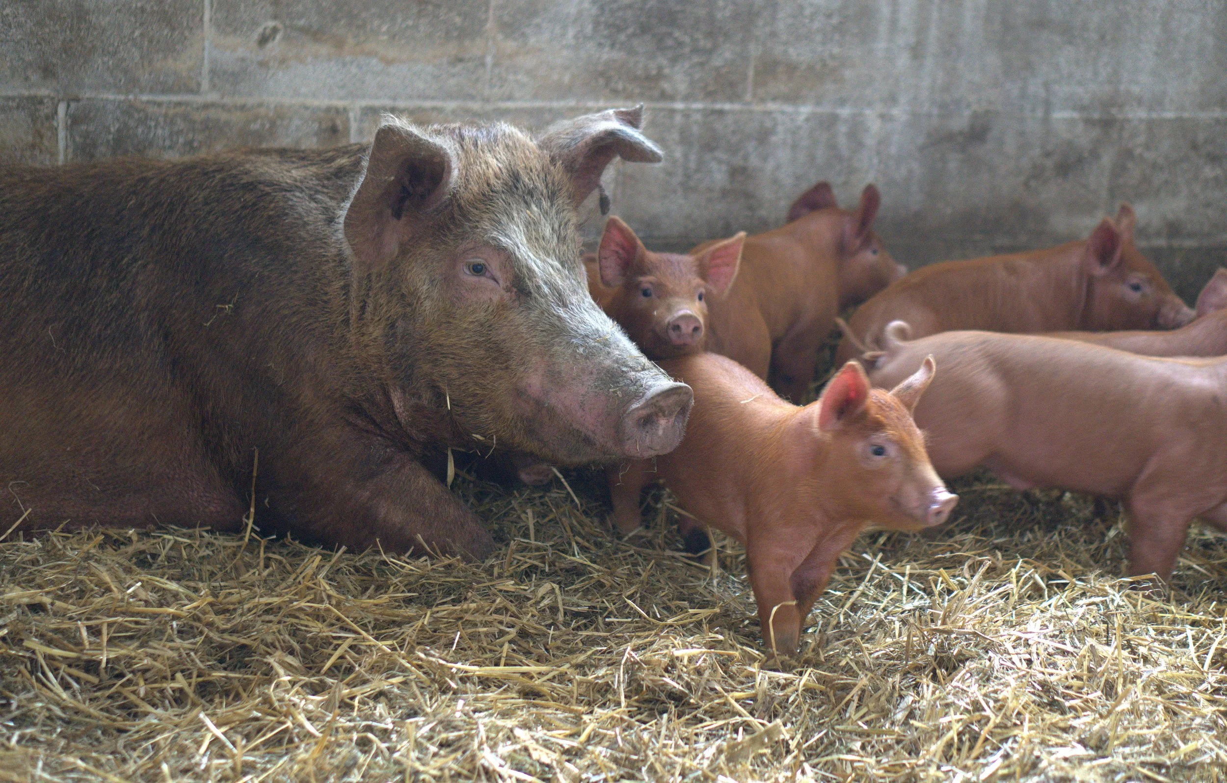 Piglets with mama 6 weeks old May 2026.jpg 2.jpg