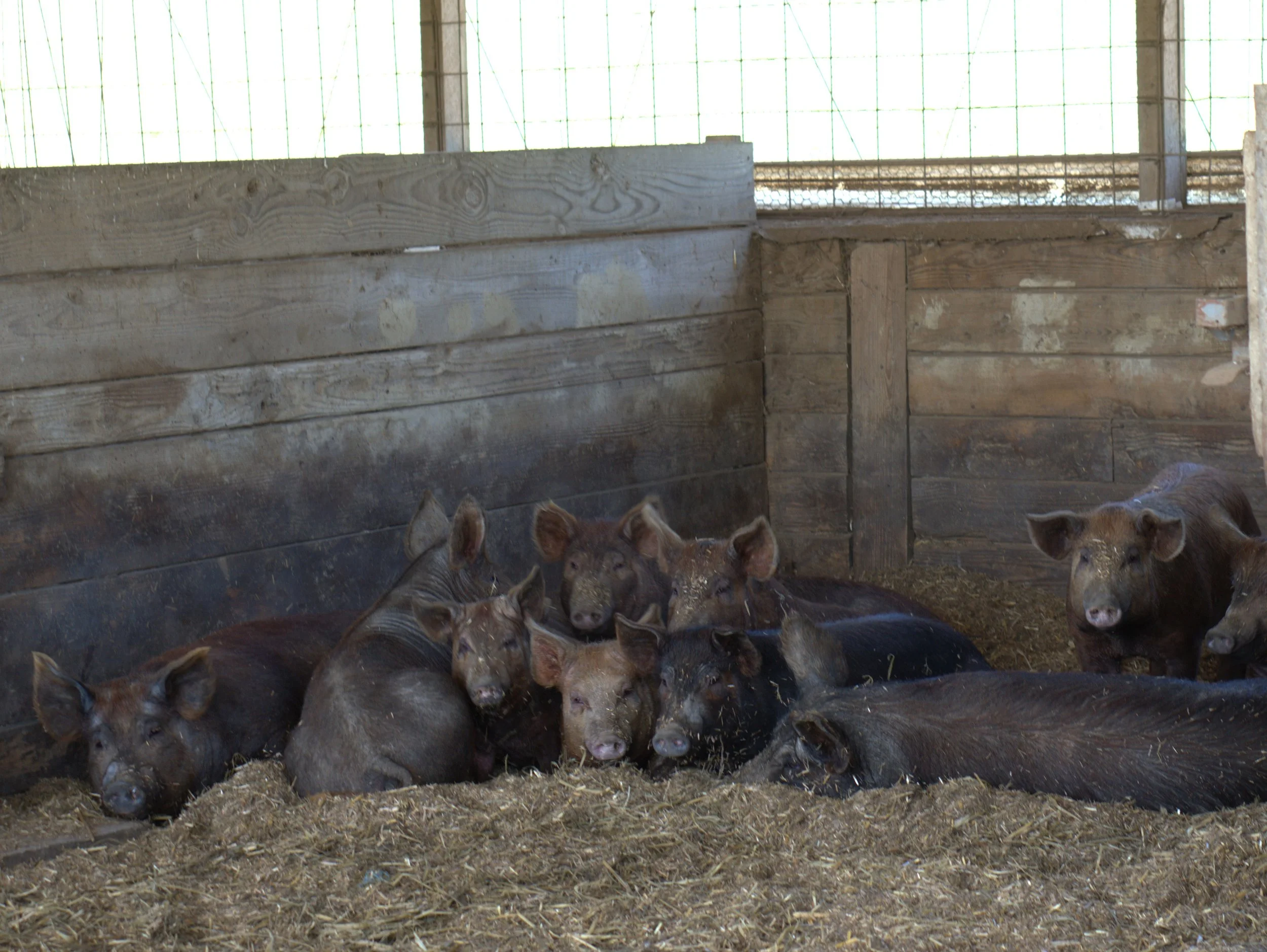 Pigs in deep bed 2.jpg