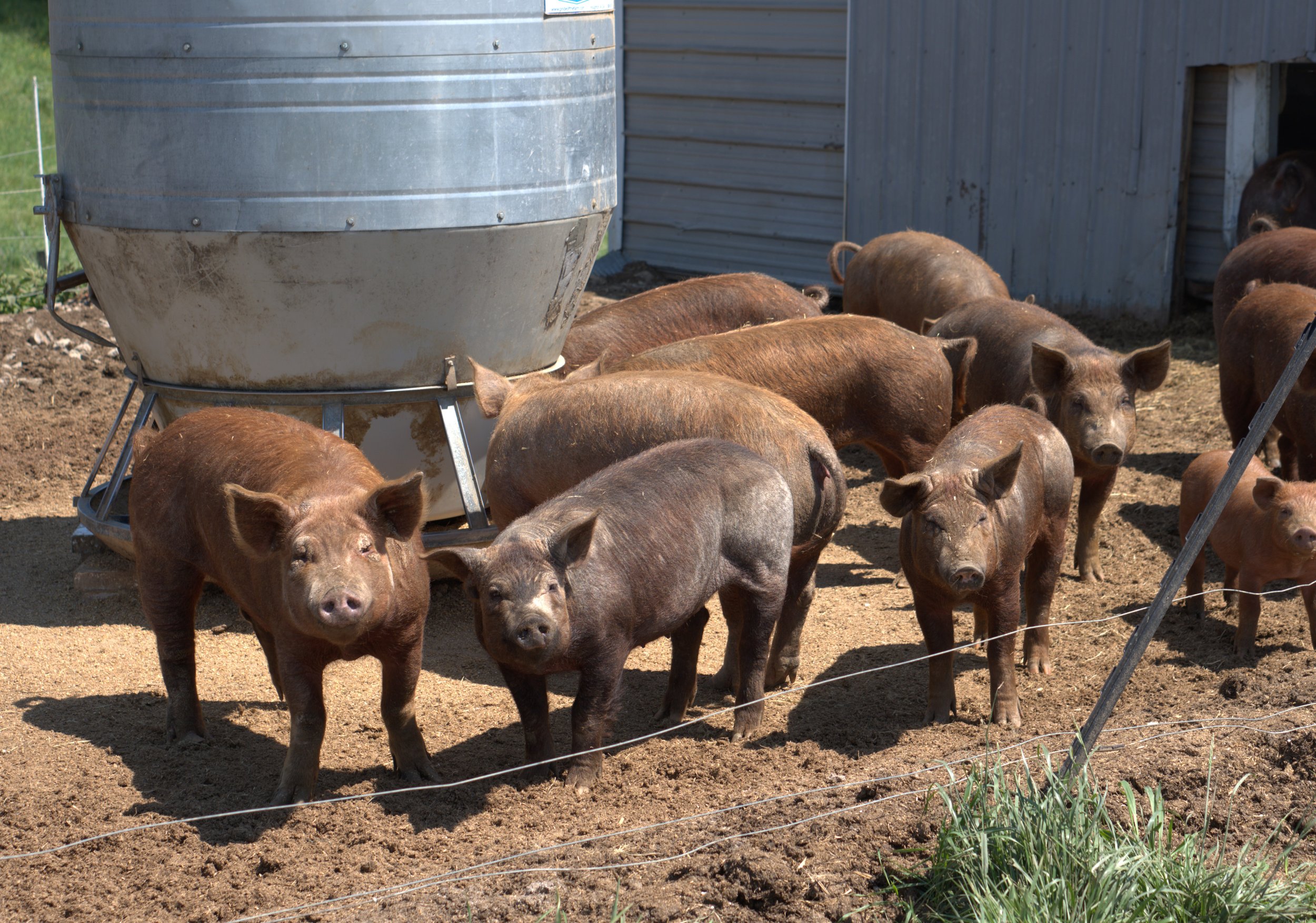 Pigs are feeder 2.jpg