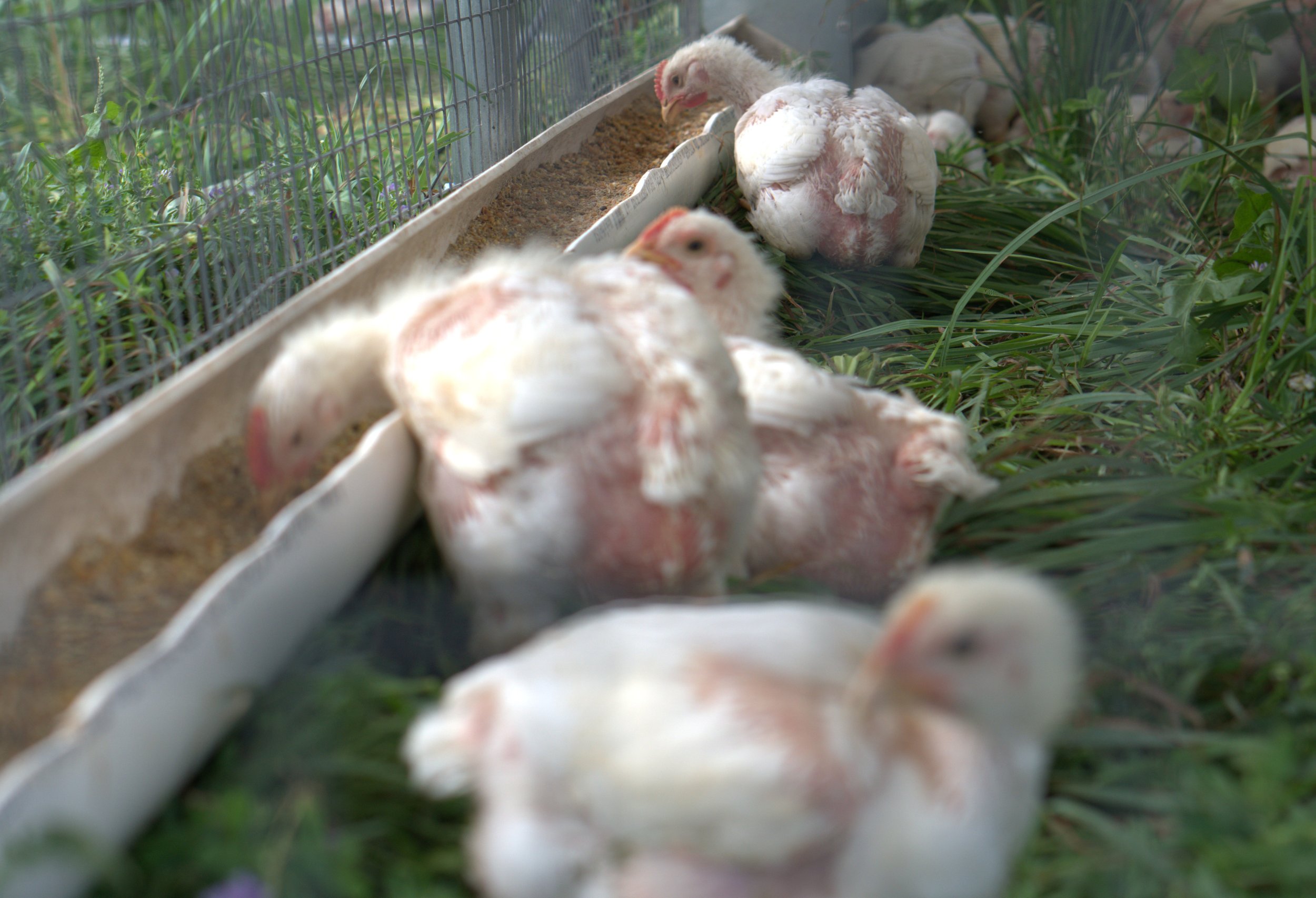 Chickens broiler July 2026.jpg