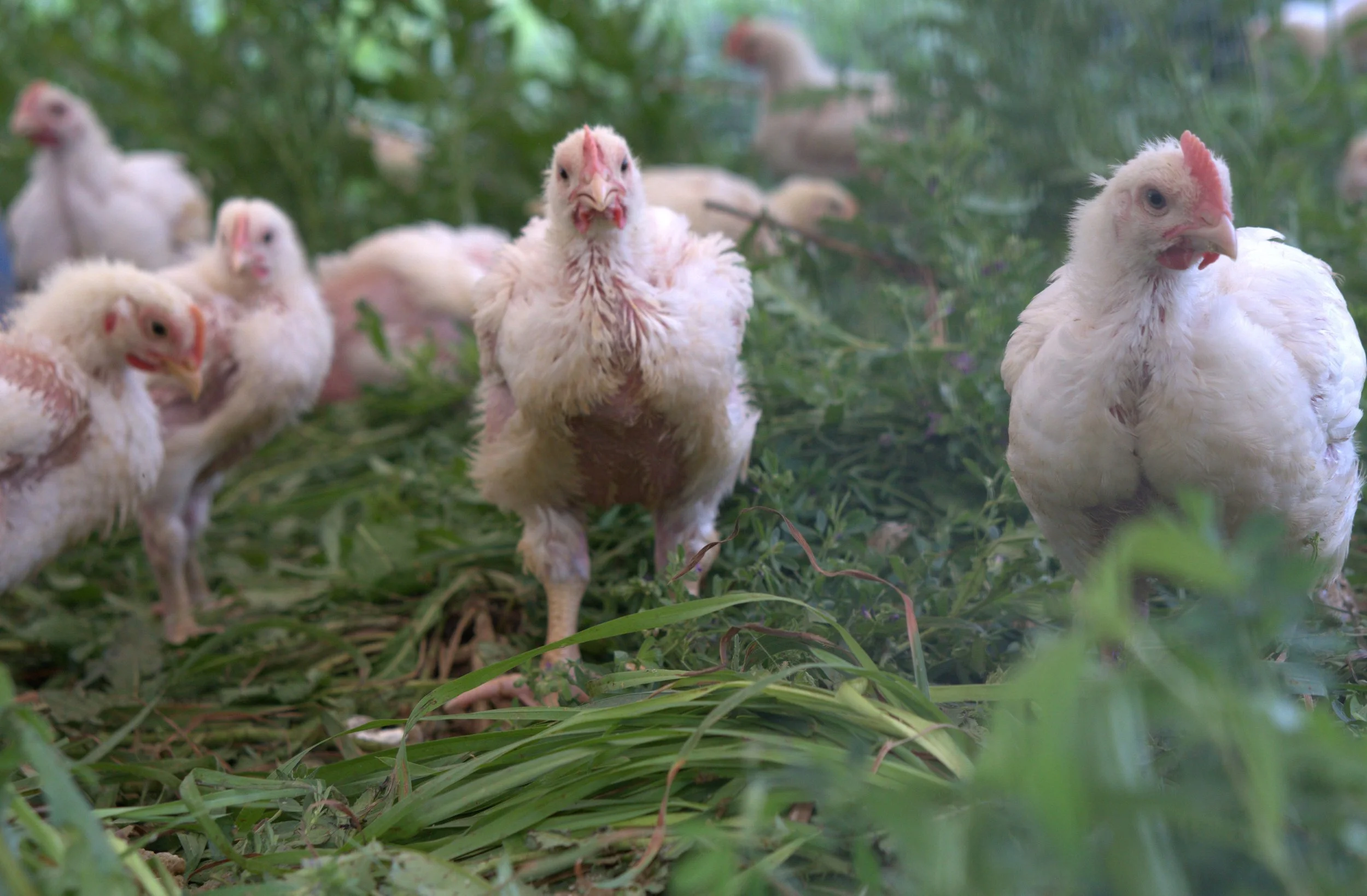 broilers.jpg