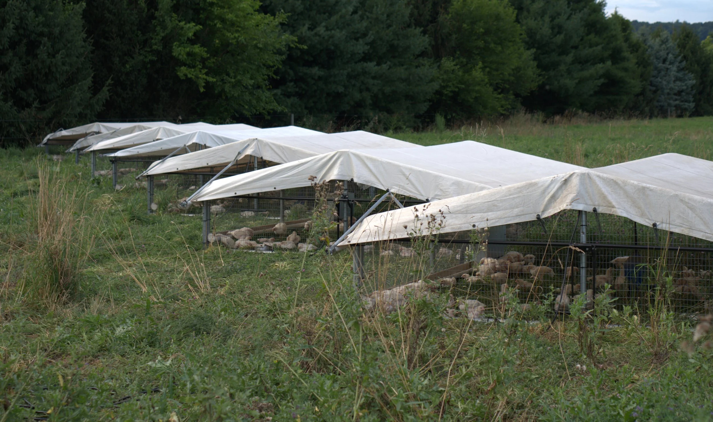 chickens, broiler July 2026.jpg