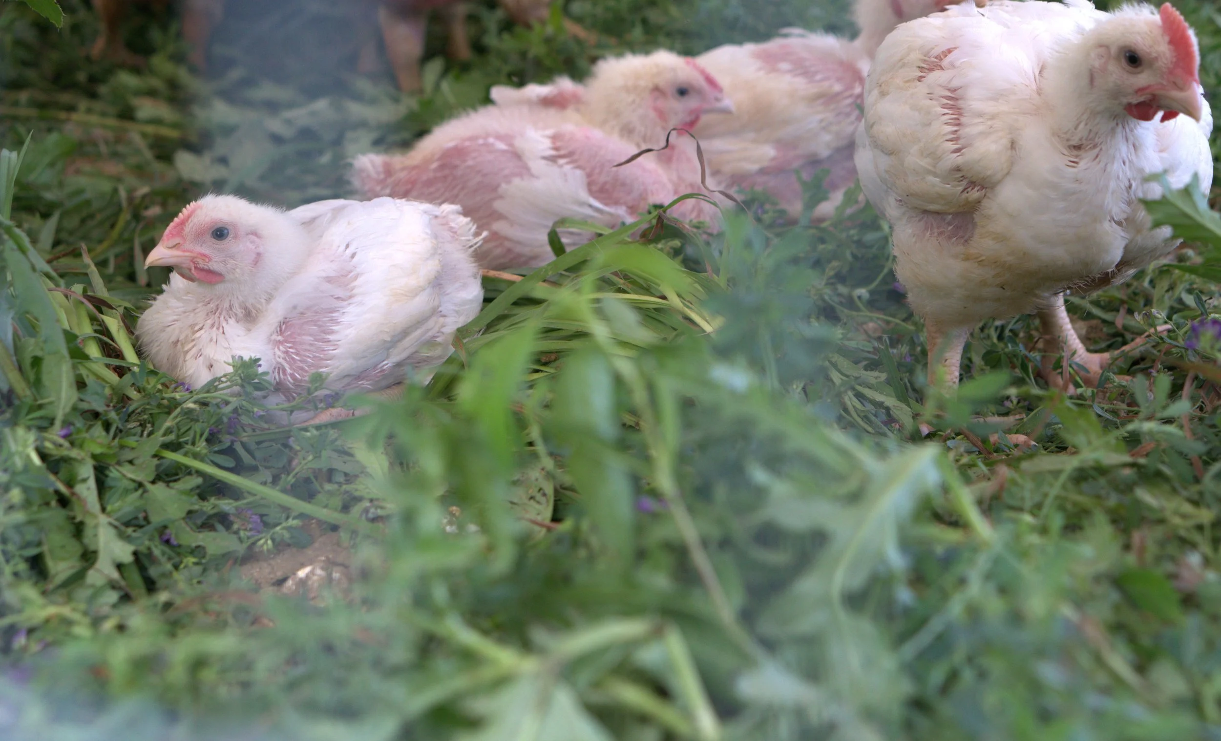 broilers resting July 2026.jpg