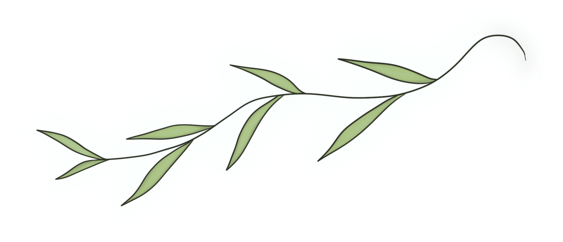 Illustration of a simple, stylized branch with seven elongated leaves, outlined in black and shaded in pale green, set against a white background.