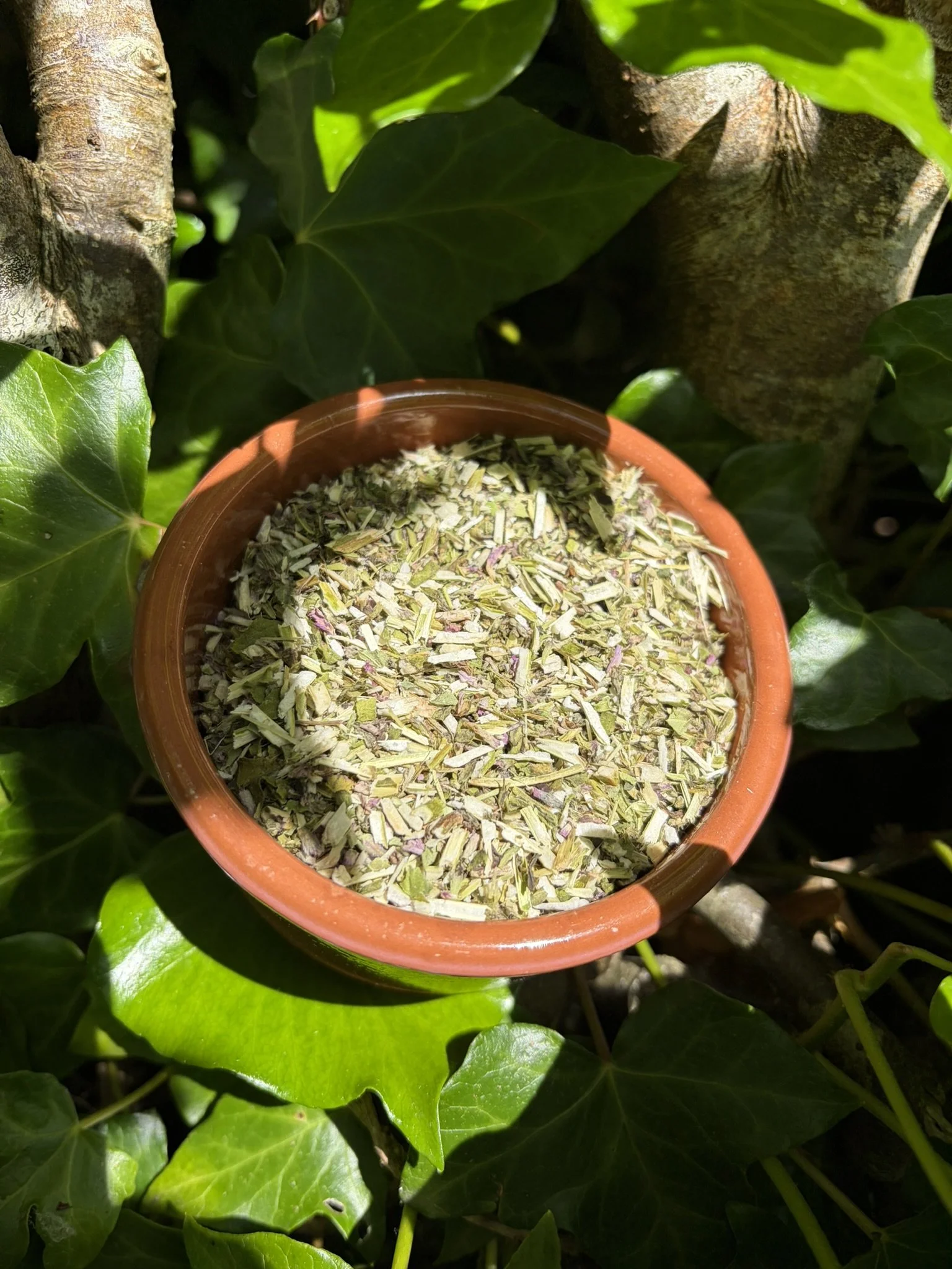 Wood Betony (Stachys officinalis)