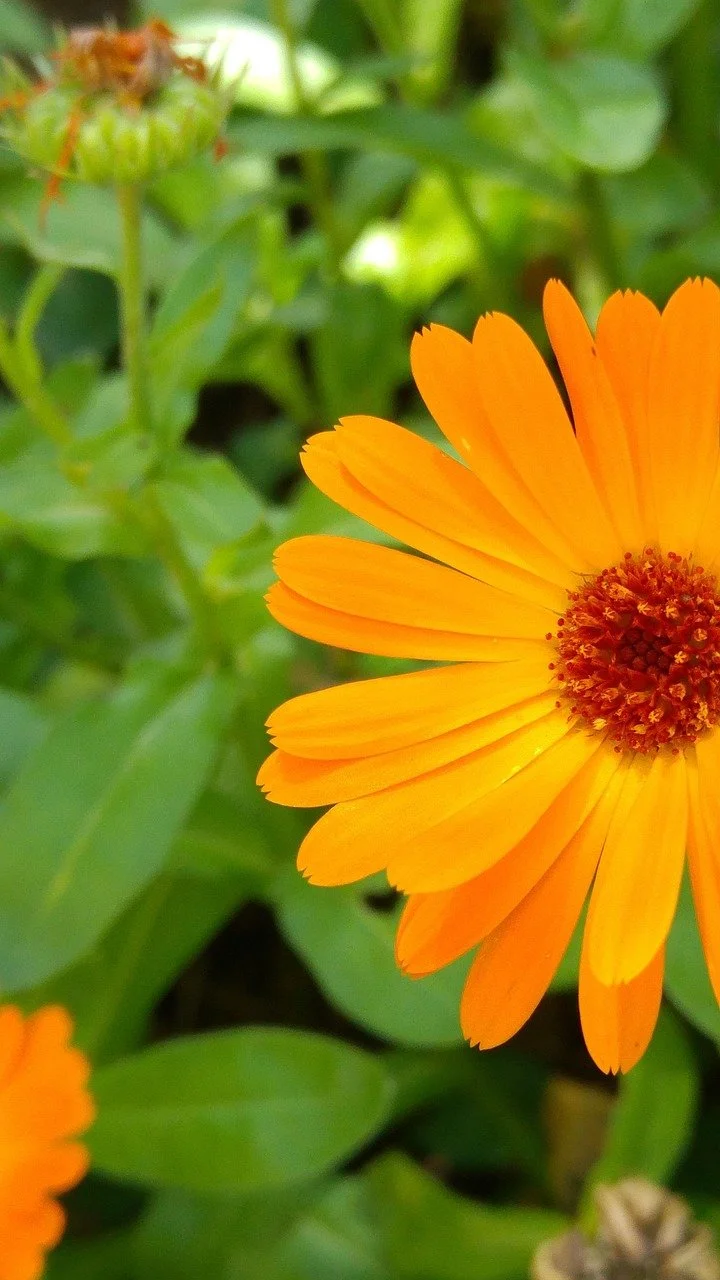 Close-up of an orange flower with a dark red center surrounded by green leaves.