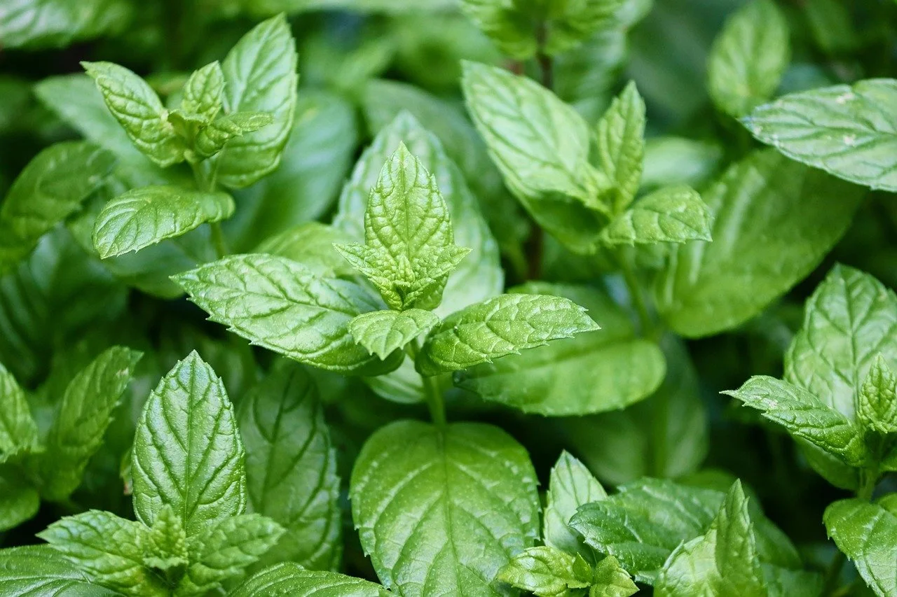 Close-up of fresh green mint leaves.
