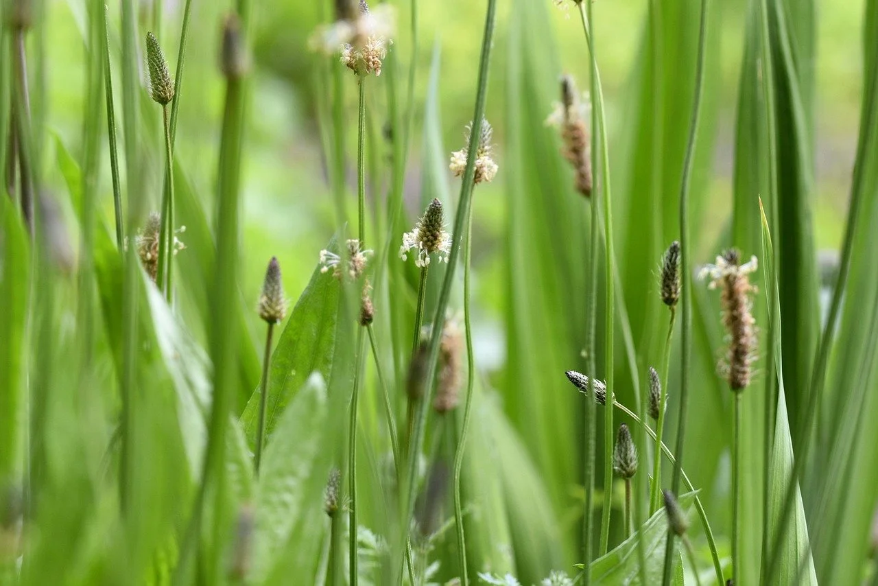 Close-up view of green grass with small flowering seed heads and long leaves.