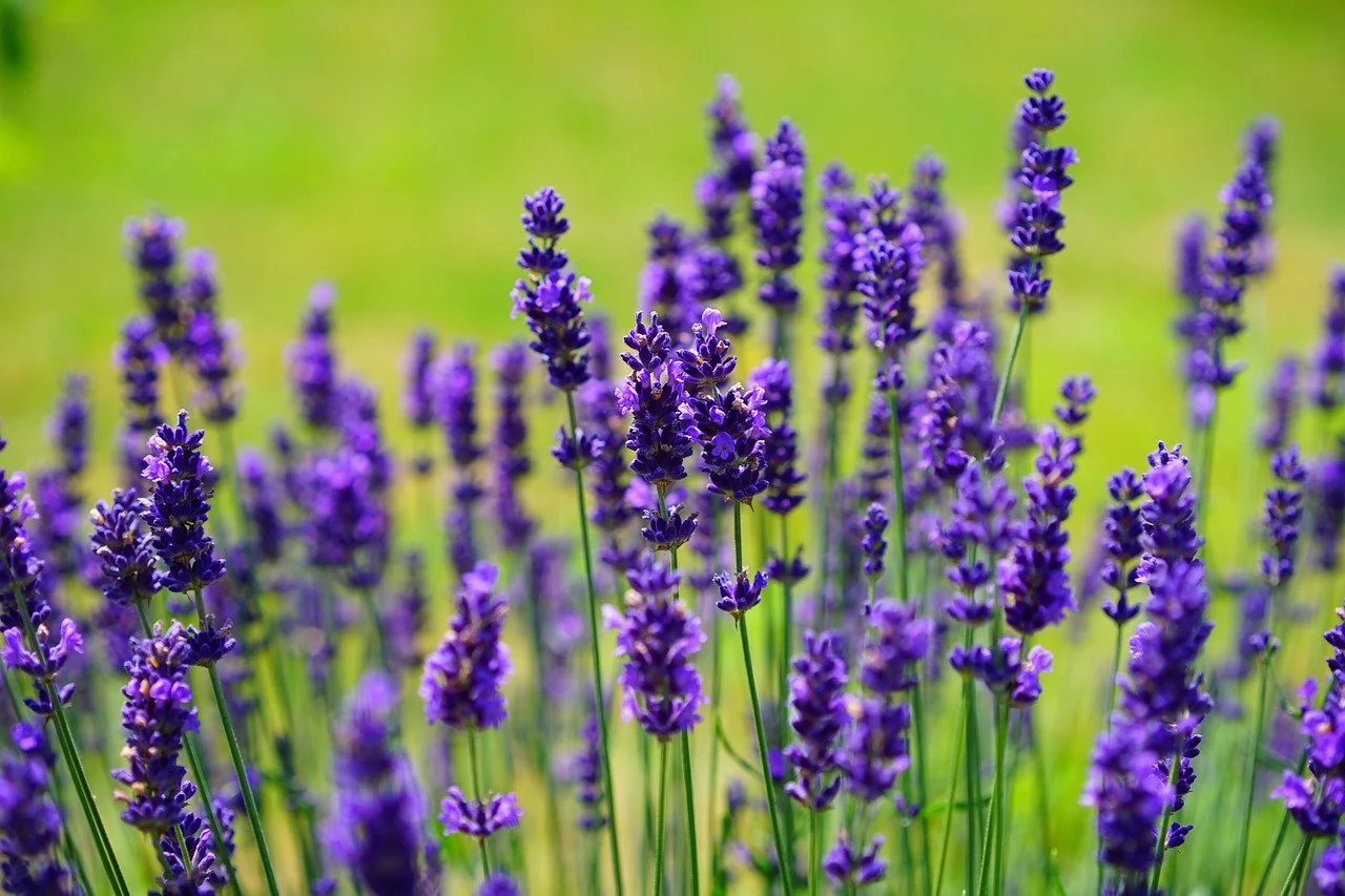 A field of blooming lavender flowers with purple petals and green stems, blurred green background.