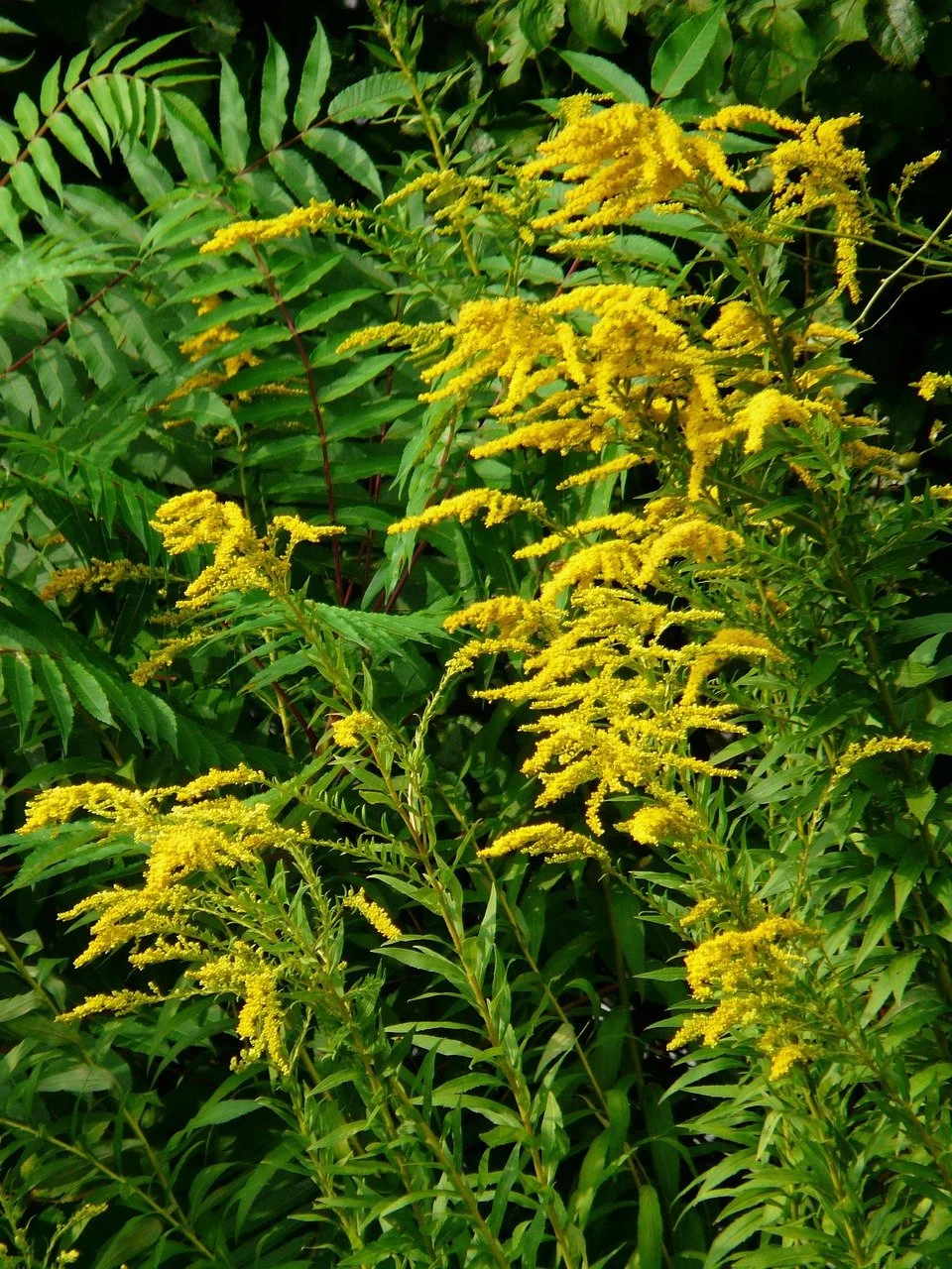 Yellow flowering plants with green leaves and fern-like foliage in the background.