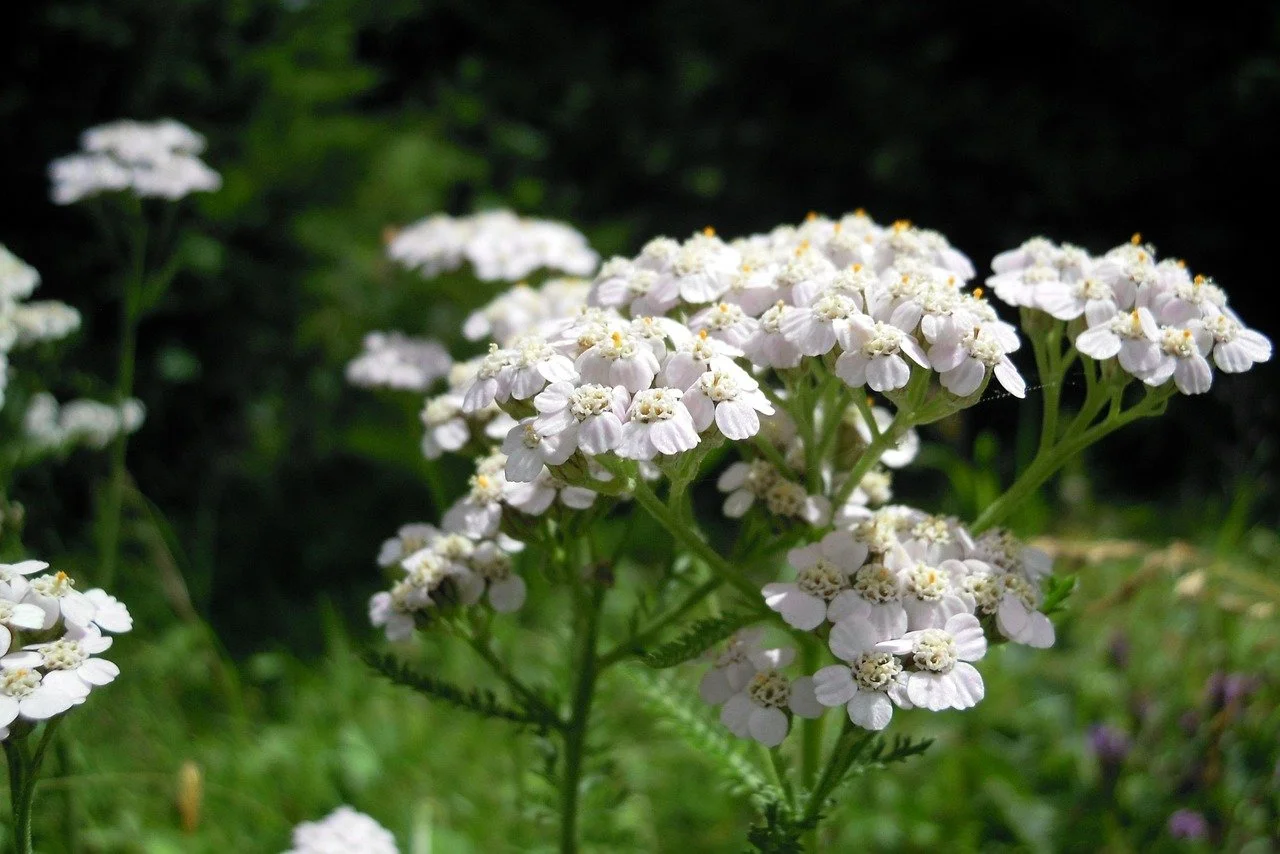 White flowering plant with small white blooms in a green outdoor setting.