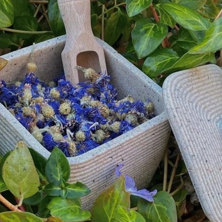 Whole Blue Cornflowers (Centaura cyanus)
