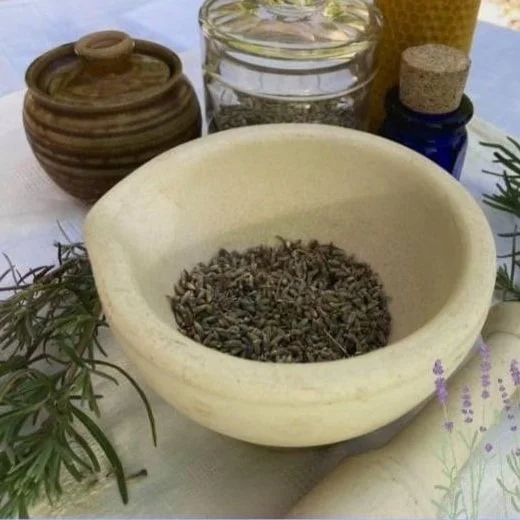 Lavender (Lavandula sp.)