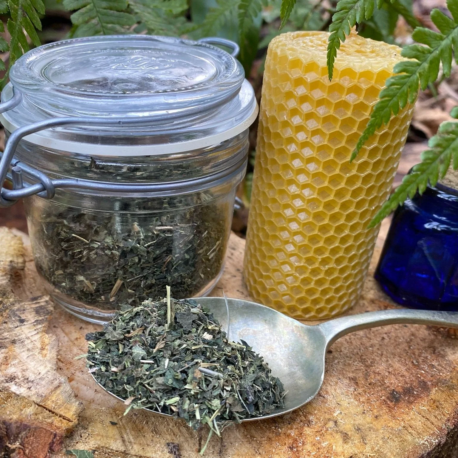 Nettle (Urtica dioica)