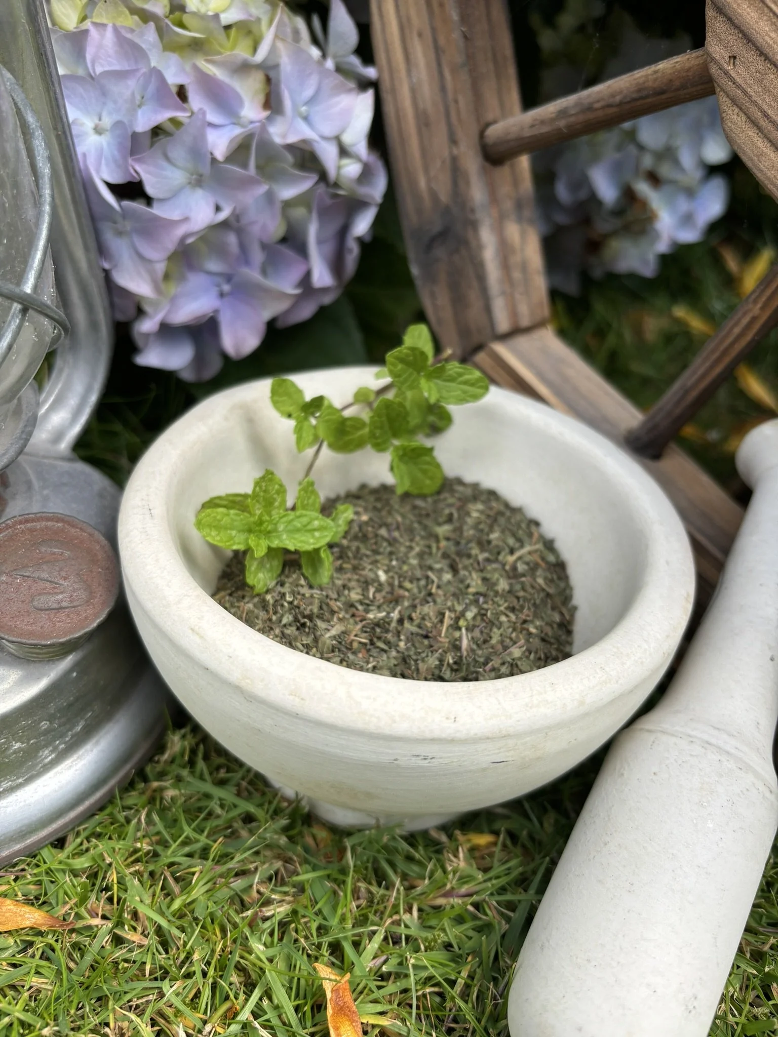 Peppermint (Mentha x piperita)