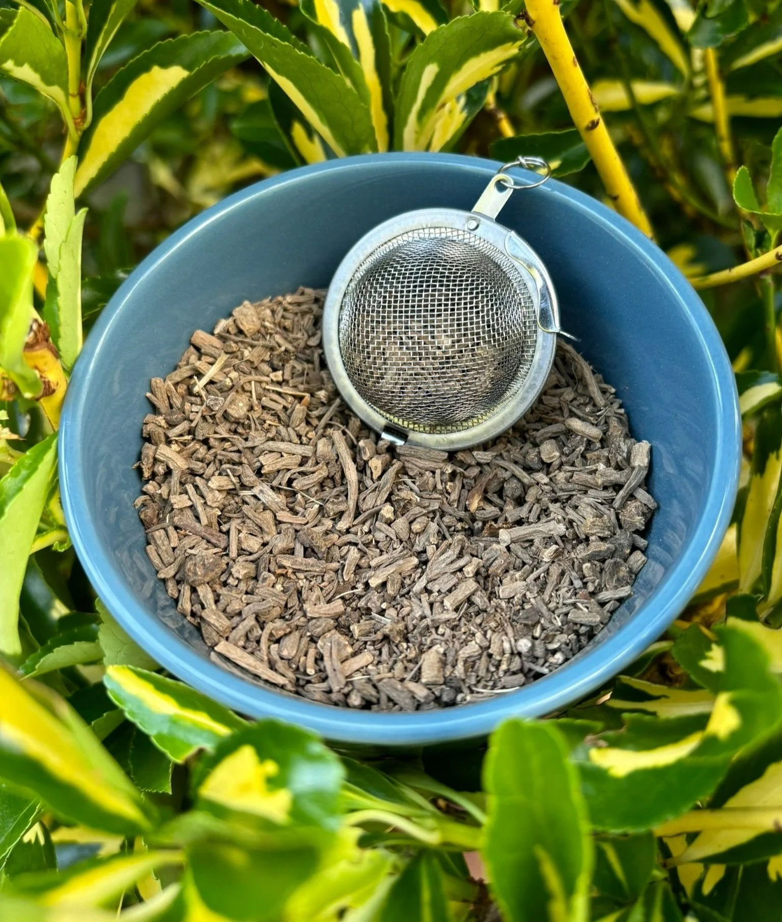 Valerian Root (Valeriana officinalis)