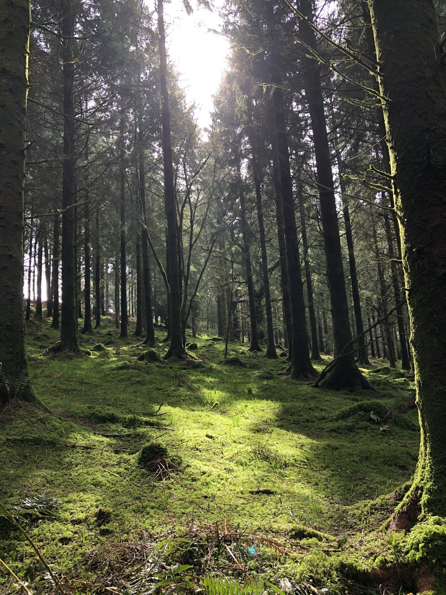 Sunlight filters through tall trees in a forest, illuminating moss-covered ground and creating patches of light and shadow.