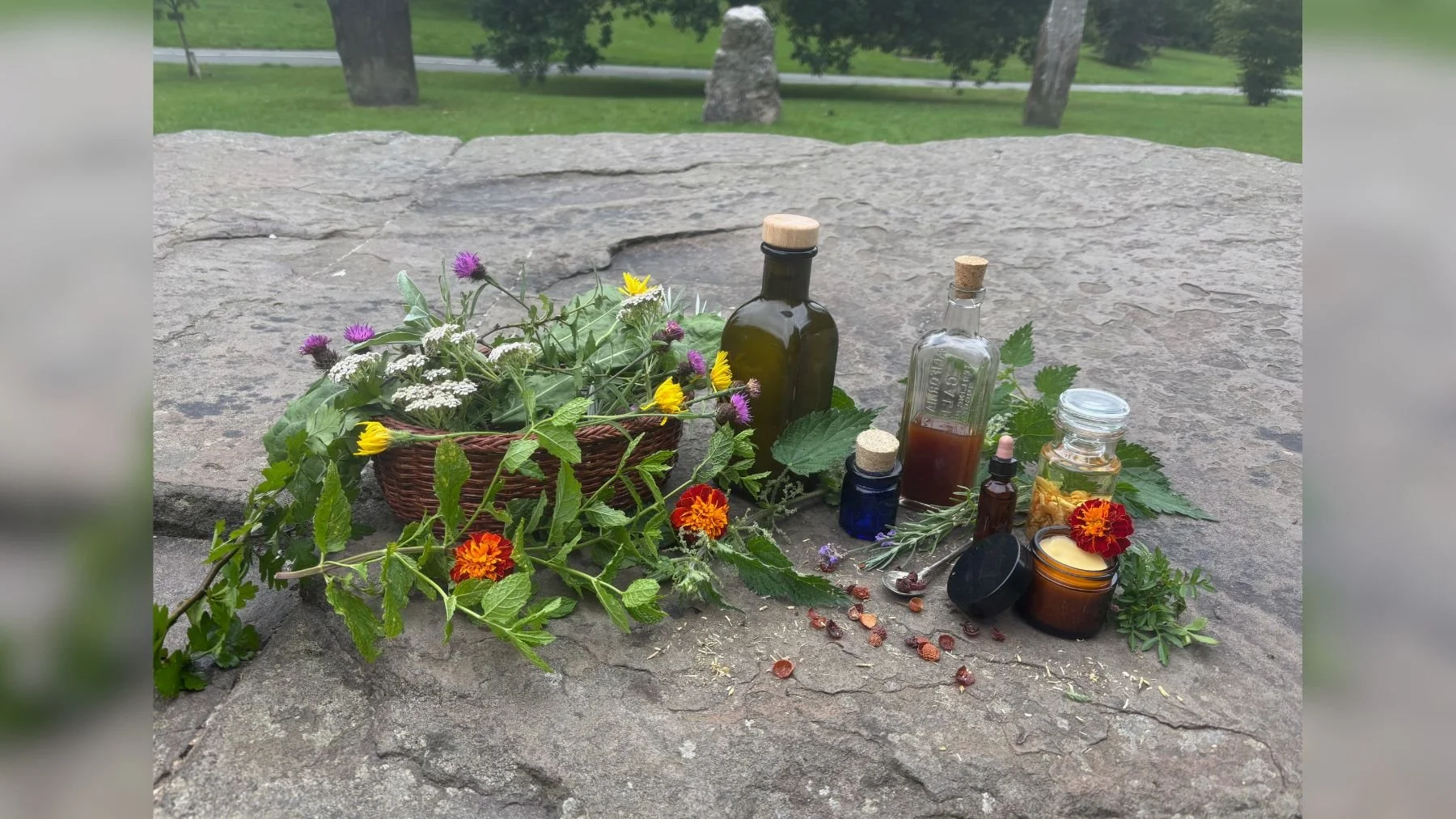A collection of herbs, flowers, and containers of oils and remedies on a stone surface outdoors, with trees and grass in the background.