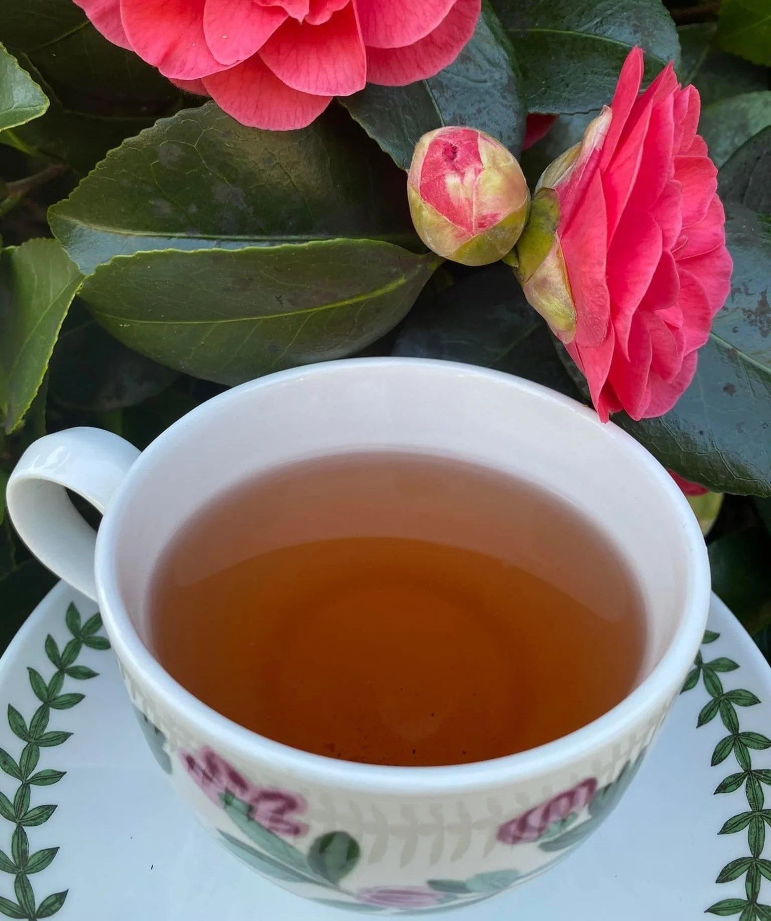 A white teacup filled with tea on a white saucer decorated with green leaves, placed outdoors among leaves and pink flowers.