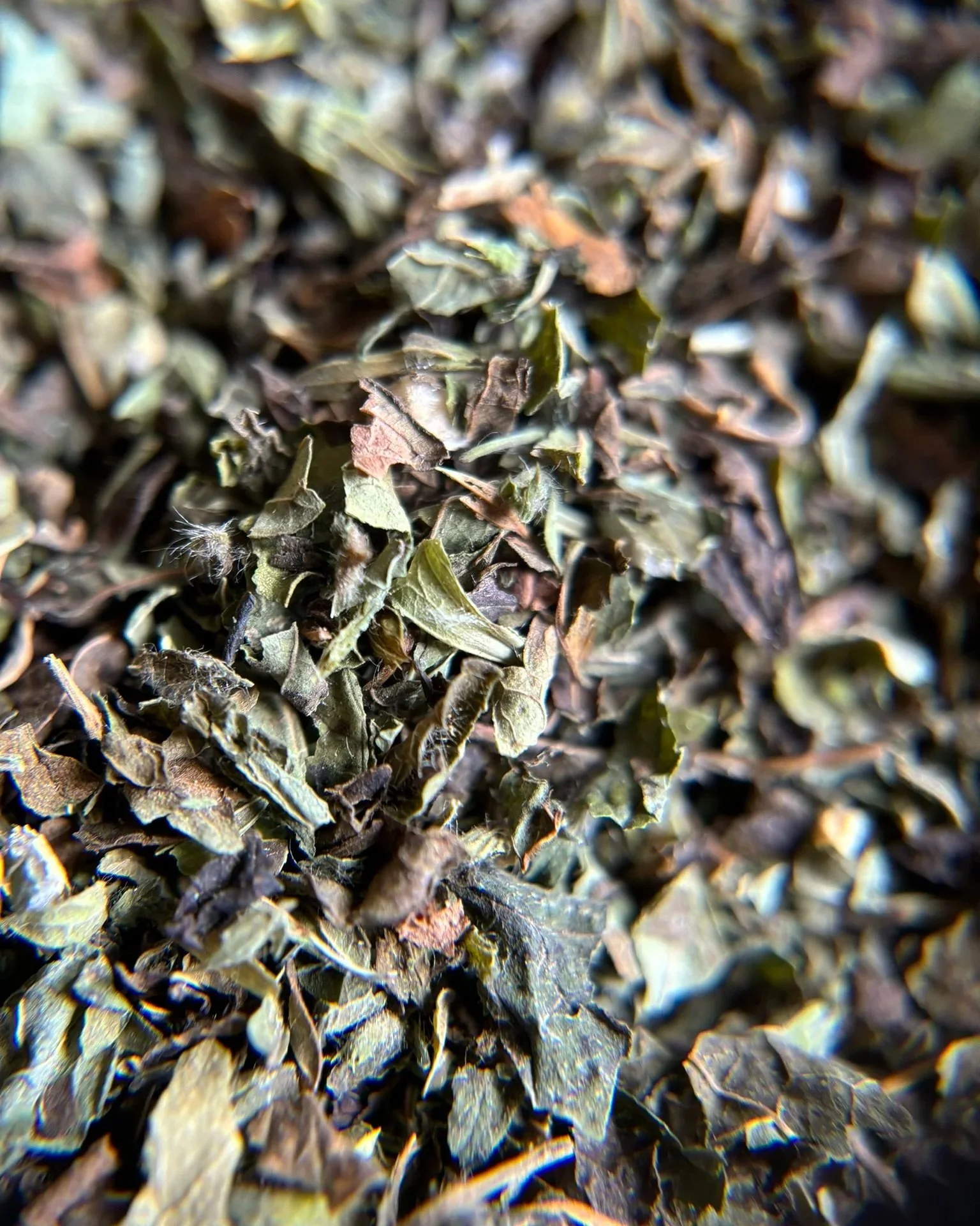IMG_0344+-+Lemon+Balm+1.jpg