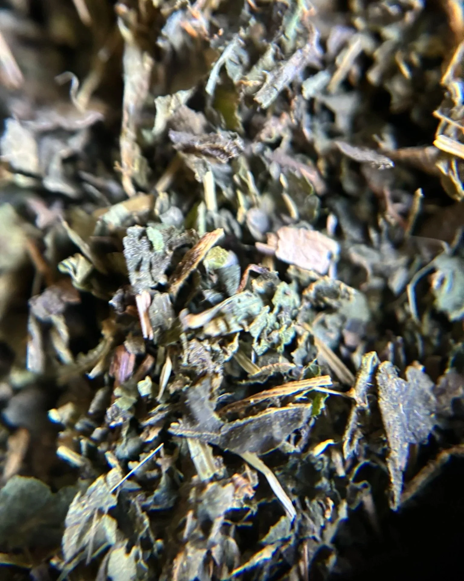 IMG_0364+-+Nettle+1.jpg