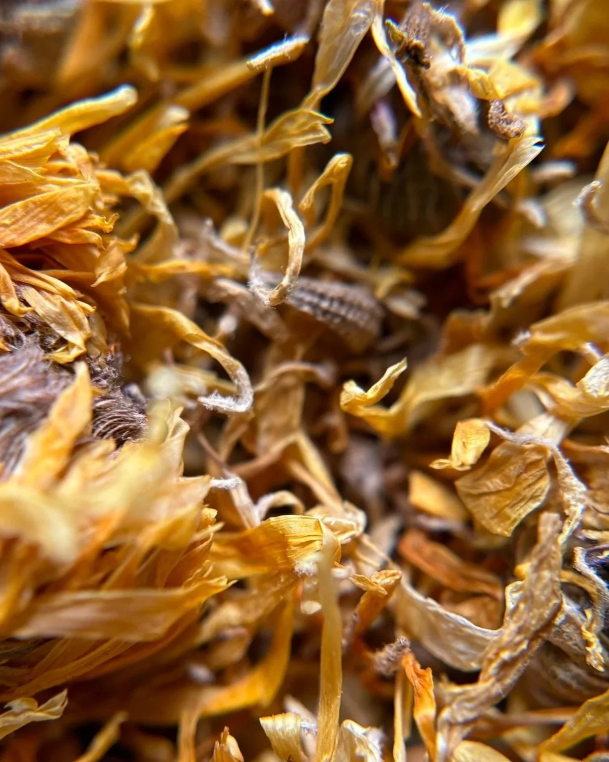 IMG_0355%2B-%2BMarigold%2B1.jpg