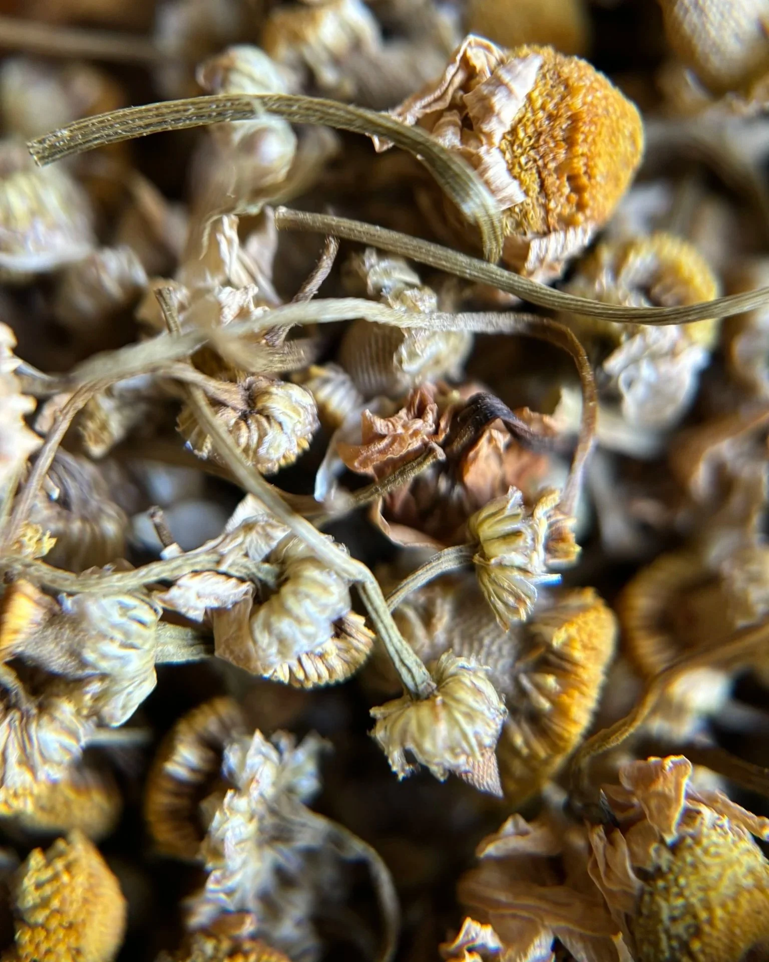 IMG_0326+-+Chamomile+1.jpg