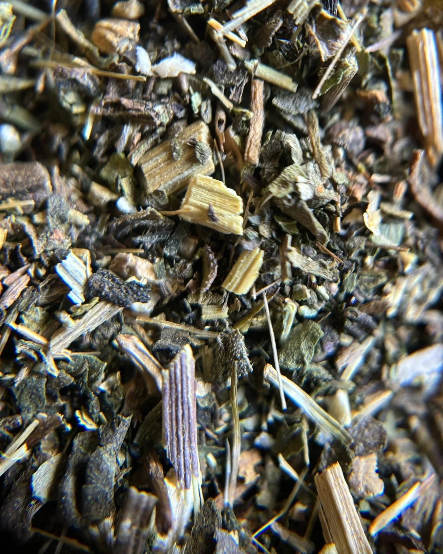 IMG_0318+-+Echinacea+1.jpg