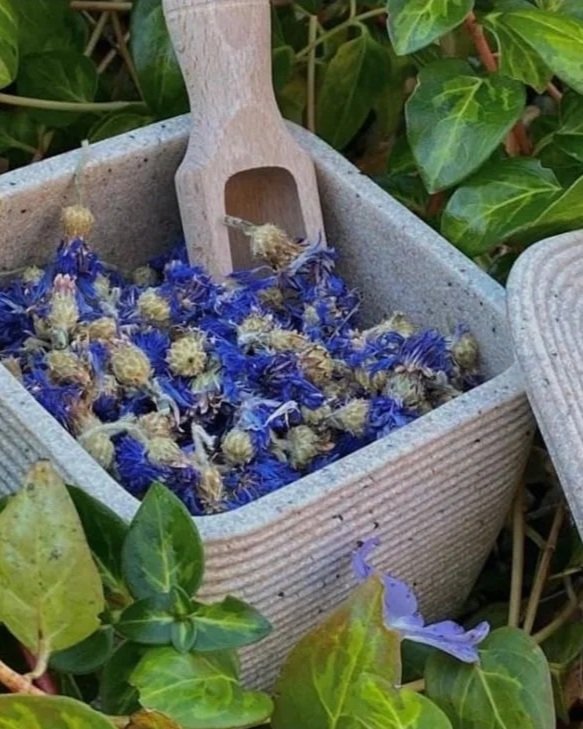 IMG_1547%2B-%2BCornflowers.jpg