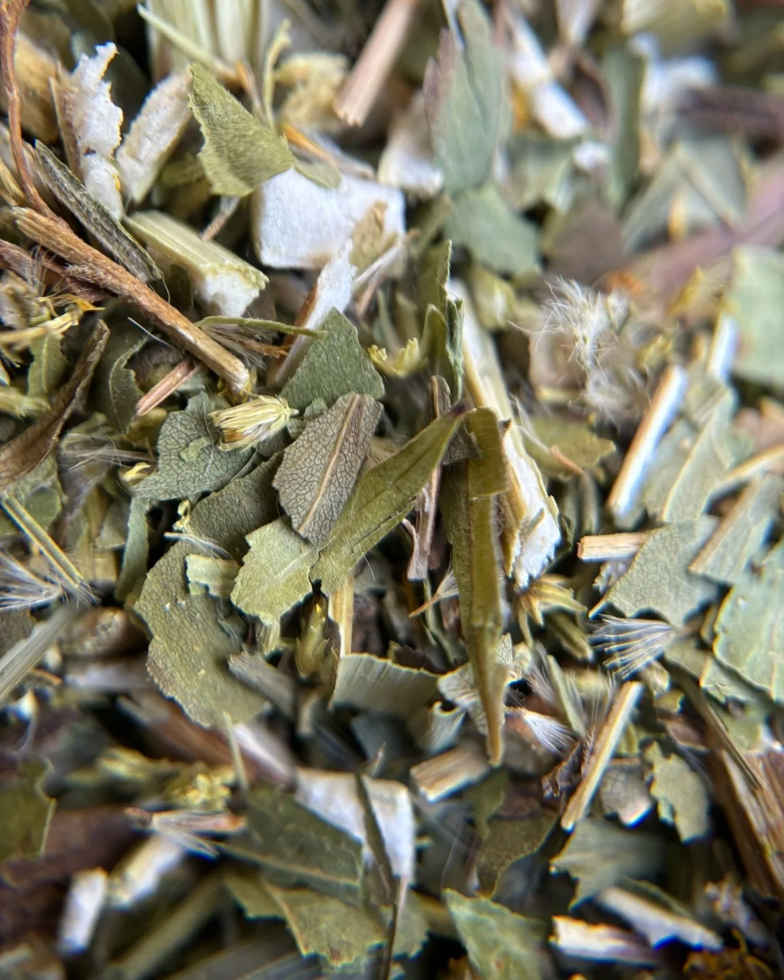 IMG_0323+-+Goldenrod+1.jpg