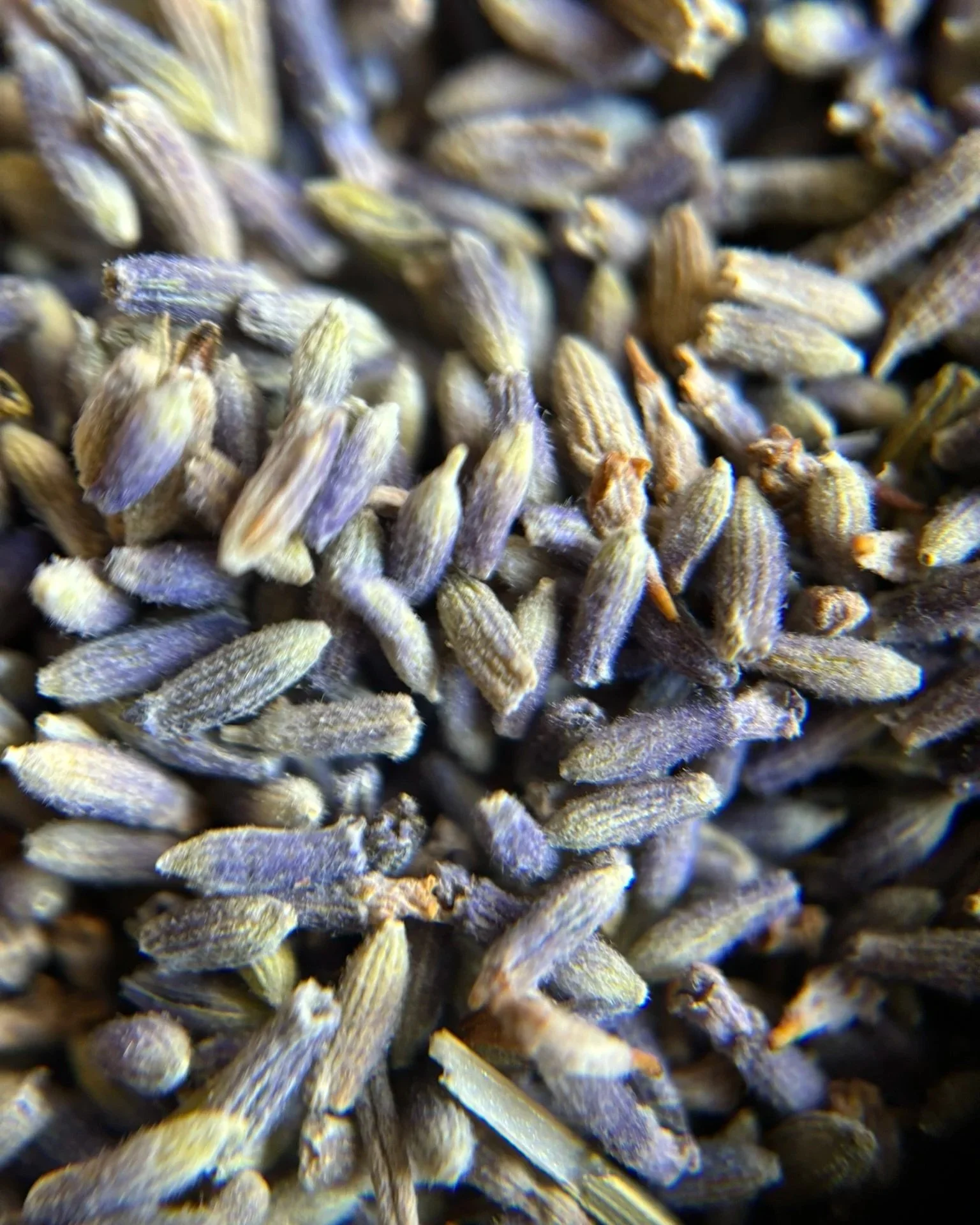 IMG_0336+-+Lavender+1.jpg