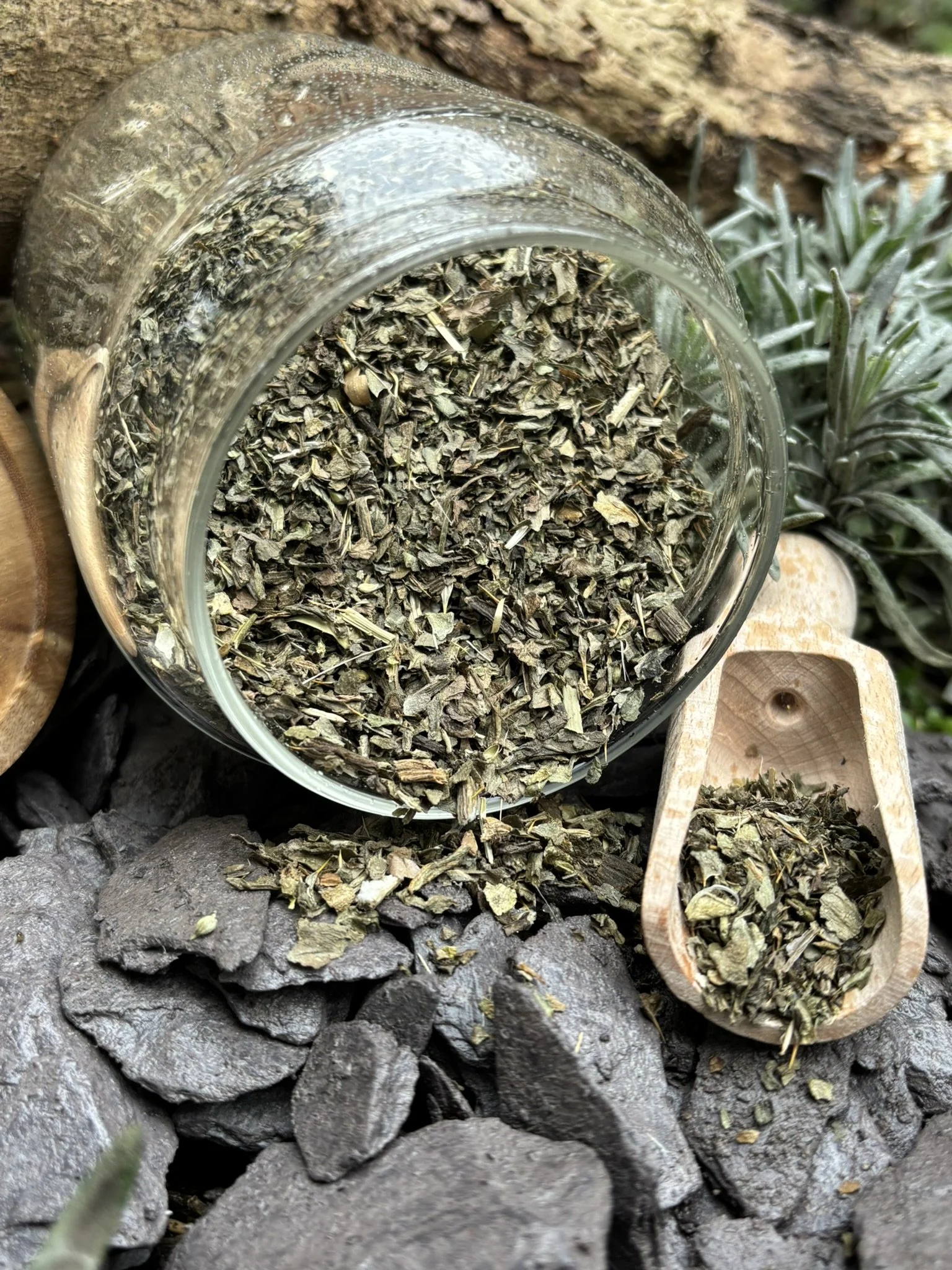 Milk Thistle (Silybum marianum)