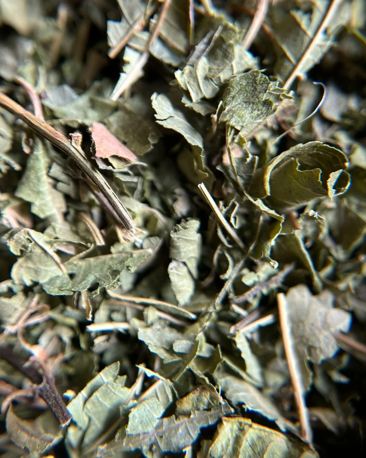 IMG_0385+-+Lemon+Verbena+1.jpg