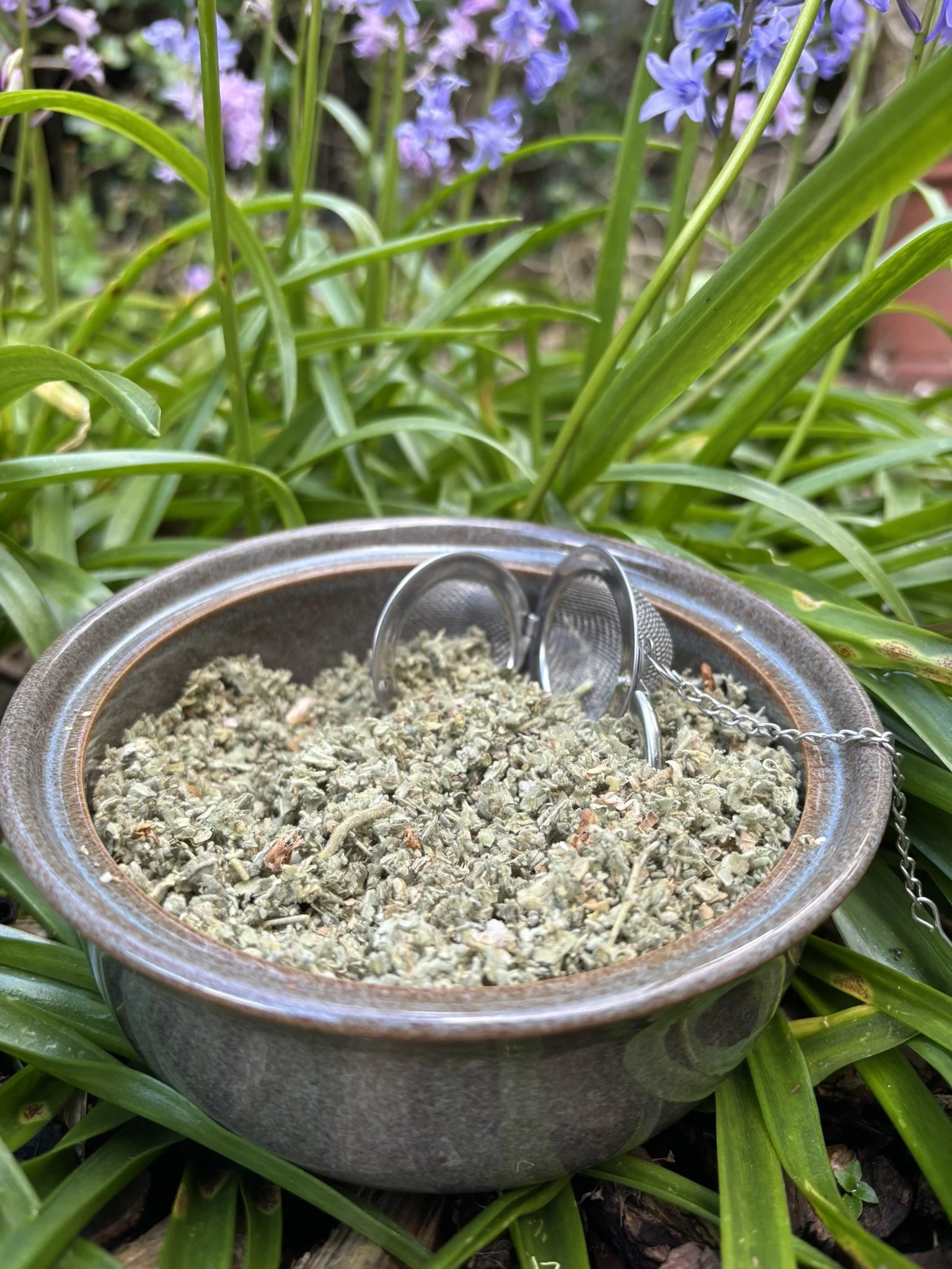 Marshmallow Leaves  (Althaea officinalis)