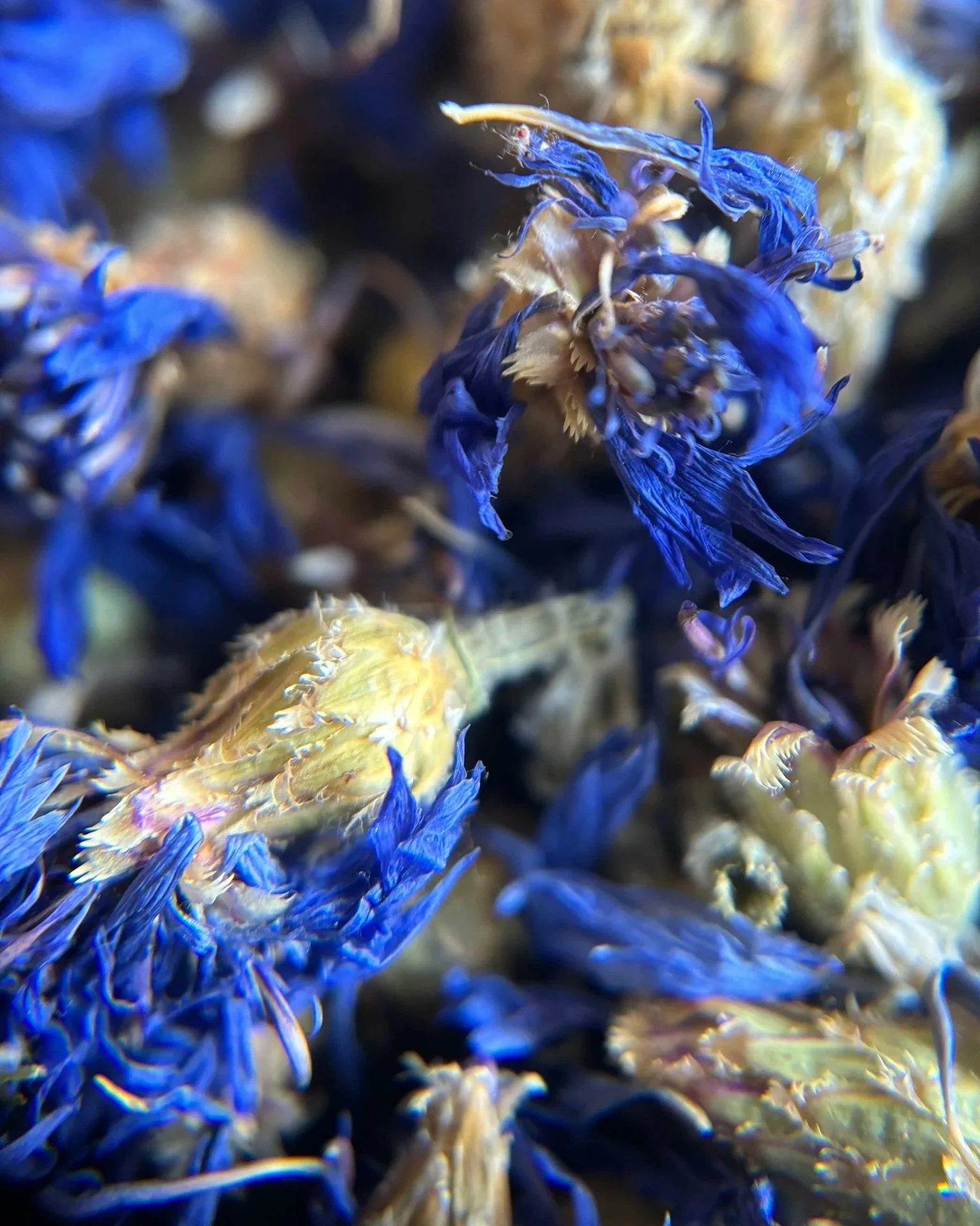 IMG_0310+-+Cornflowers+1.jpg