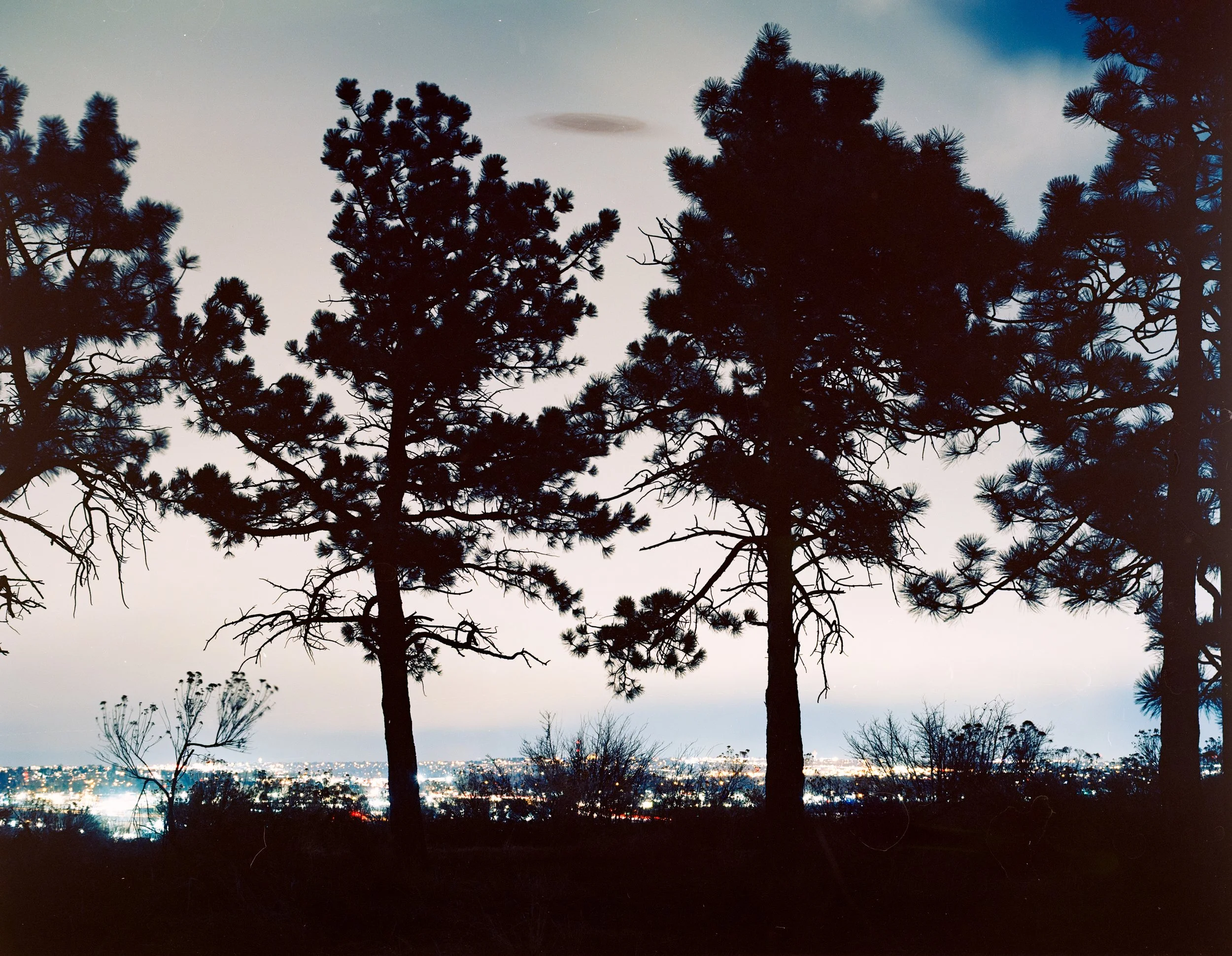 Night Trees.jpg
